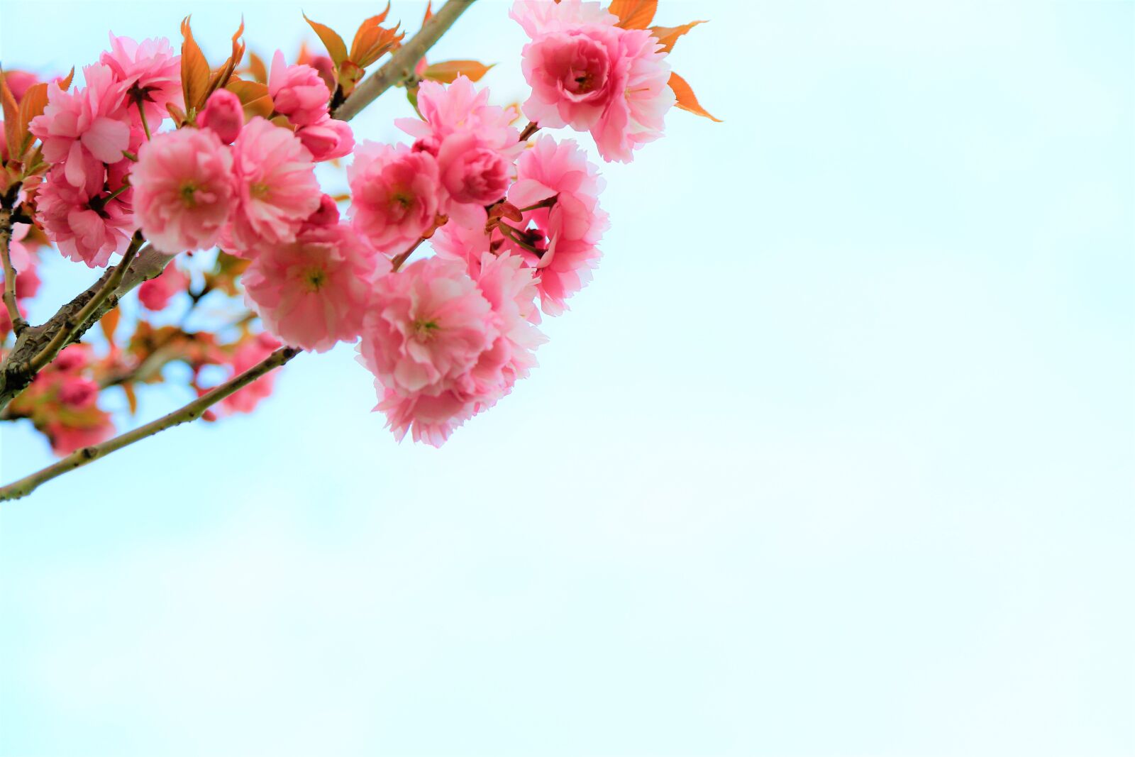 Canon EF 24-105mm F4L IS USM sample photo. Background, spring, nature photography