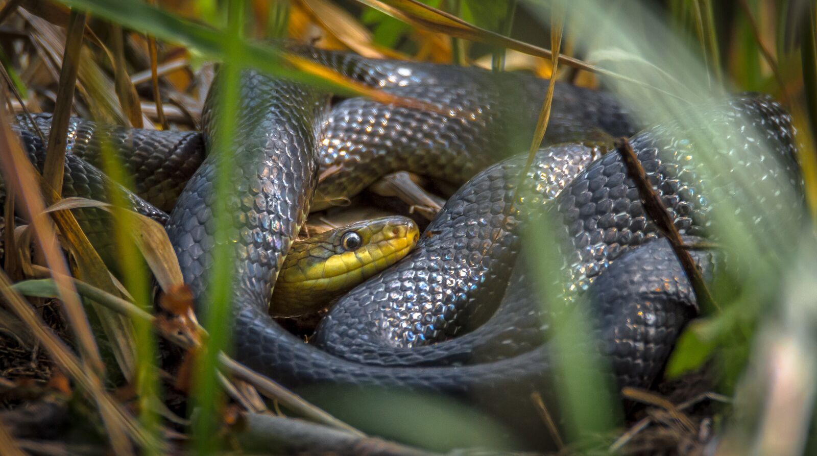 Nikon D3200 sample photo. Grass tree, snake, nature photography