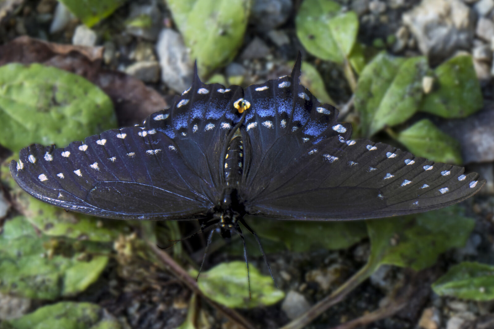 Panasonic Lumix DMC-GH4 sample photo. Blue, butterflies, butterfly photography
