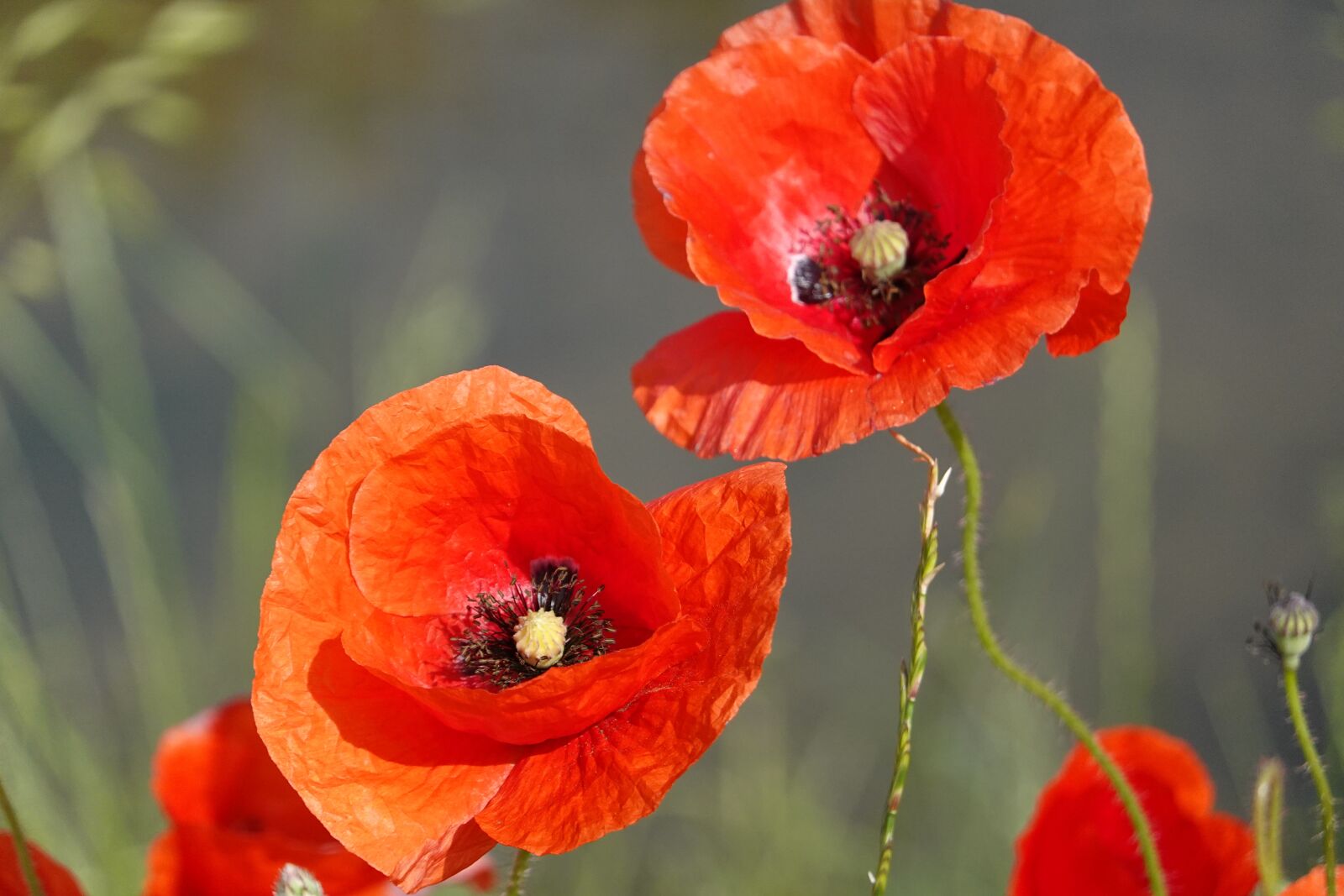 Sony Cyber-shot DSC-RX100 VI sample photo. Summer, flower meadow, poppies photography