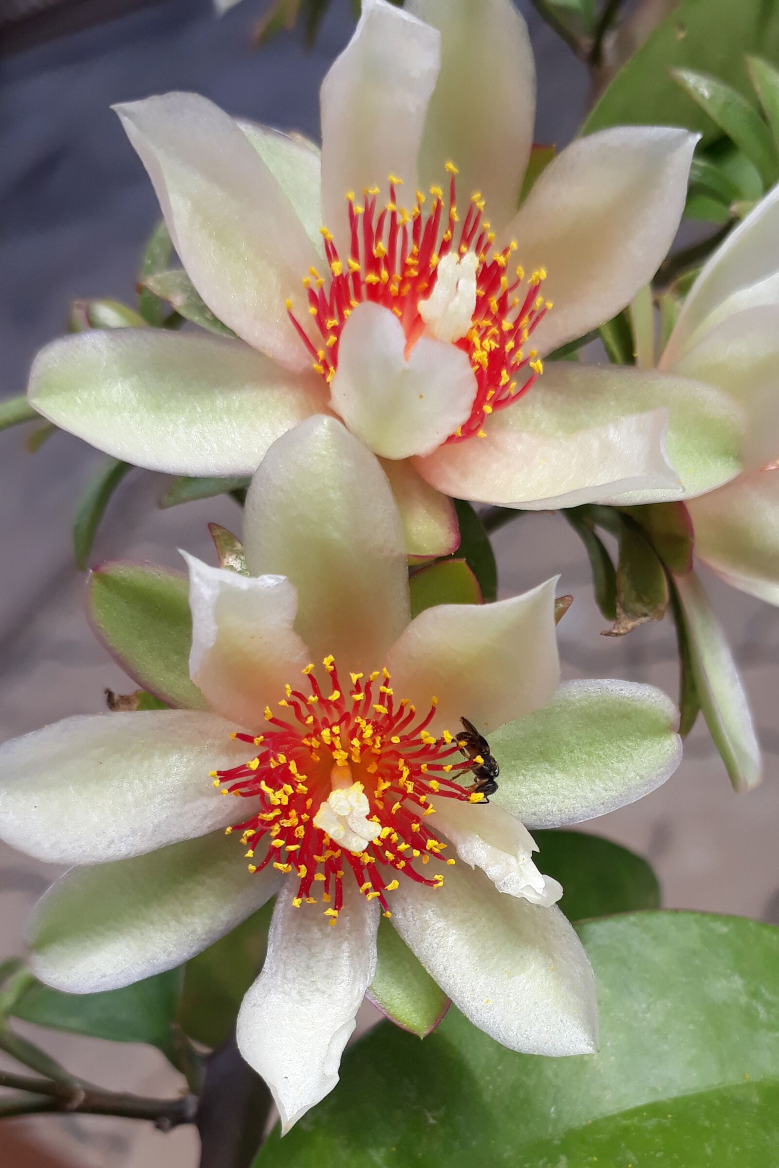 Samsung Galaxy J5 Prime sample photo. Flower, white, flowers photography