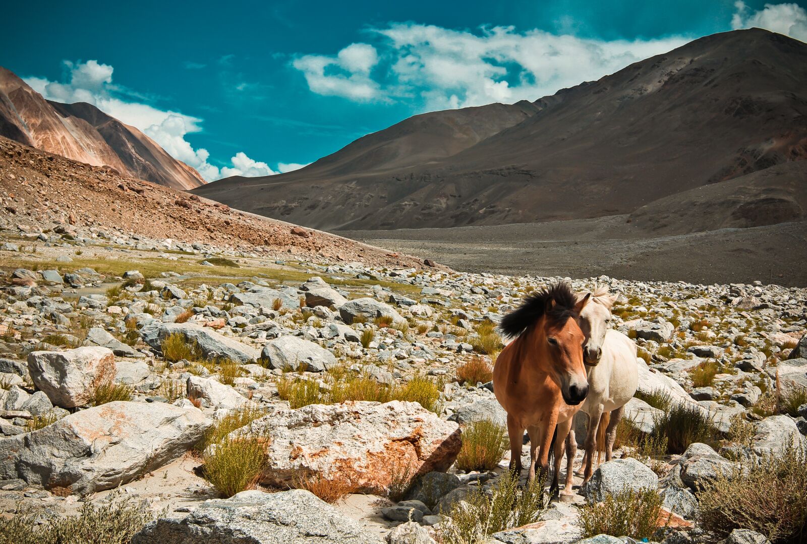 Canon EOS 60D + Canon EF 16-35mm F2.8L II USM sample photo. Horses, mountains, landscape photography