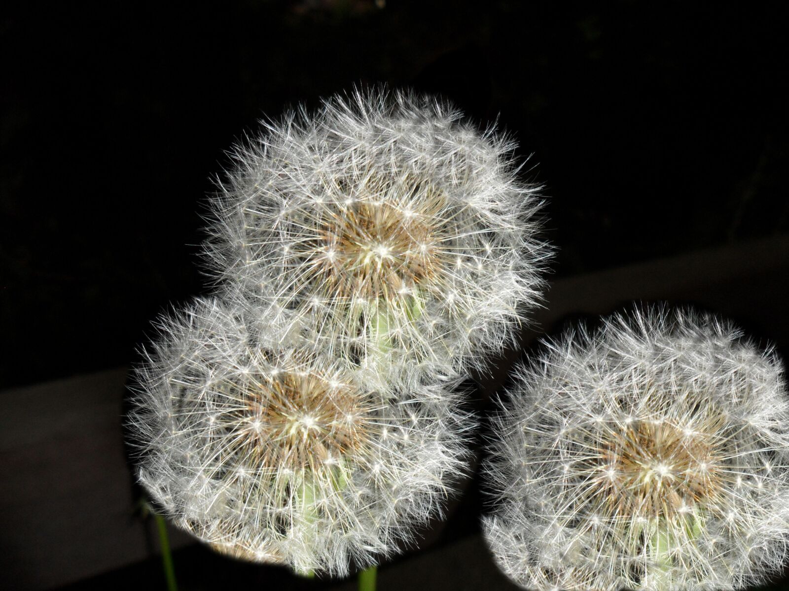 Samsung ES74,ES75,ES78 / VLUU ES75,ES78 sample photo. Dandelion, darkness, blossom photography
