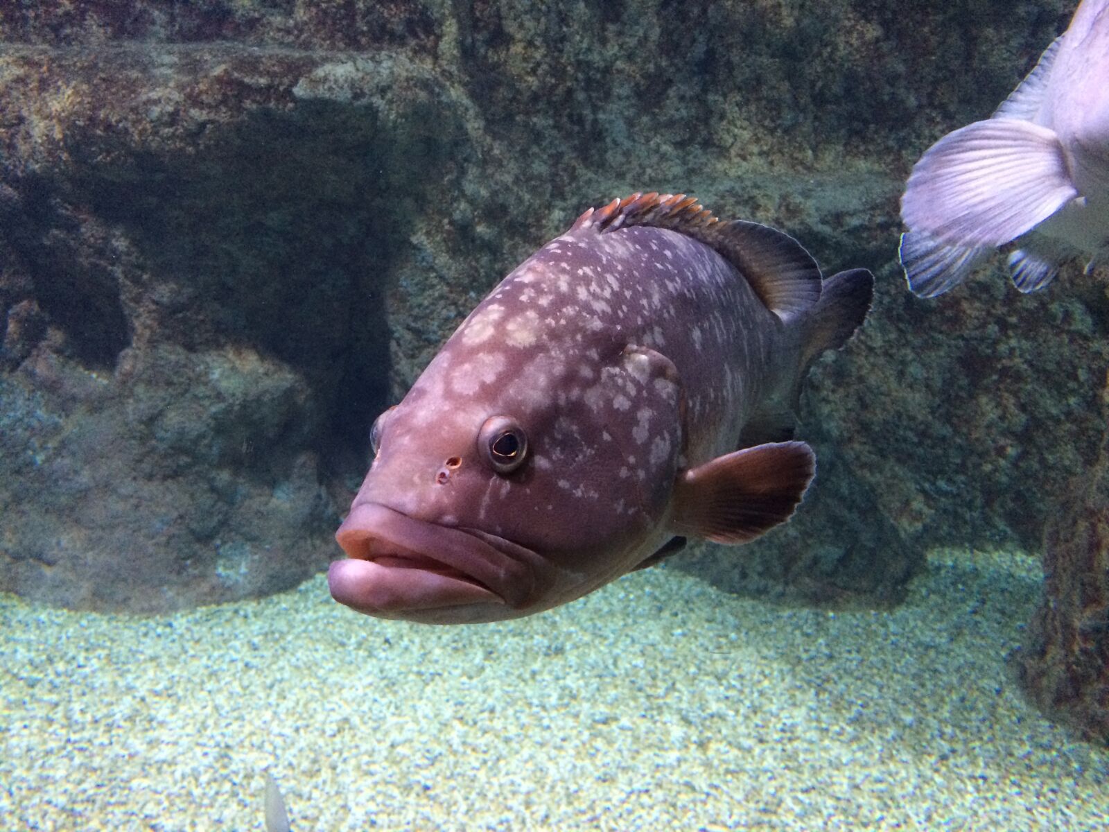 iPhone 5s back camera 4.15mm f/2.2 sample photo. Fish, aquarium, red photography