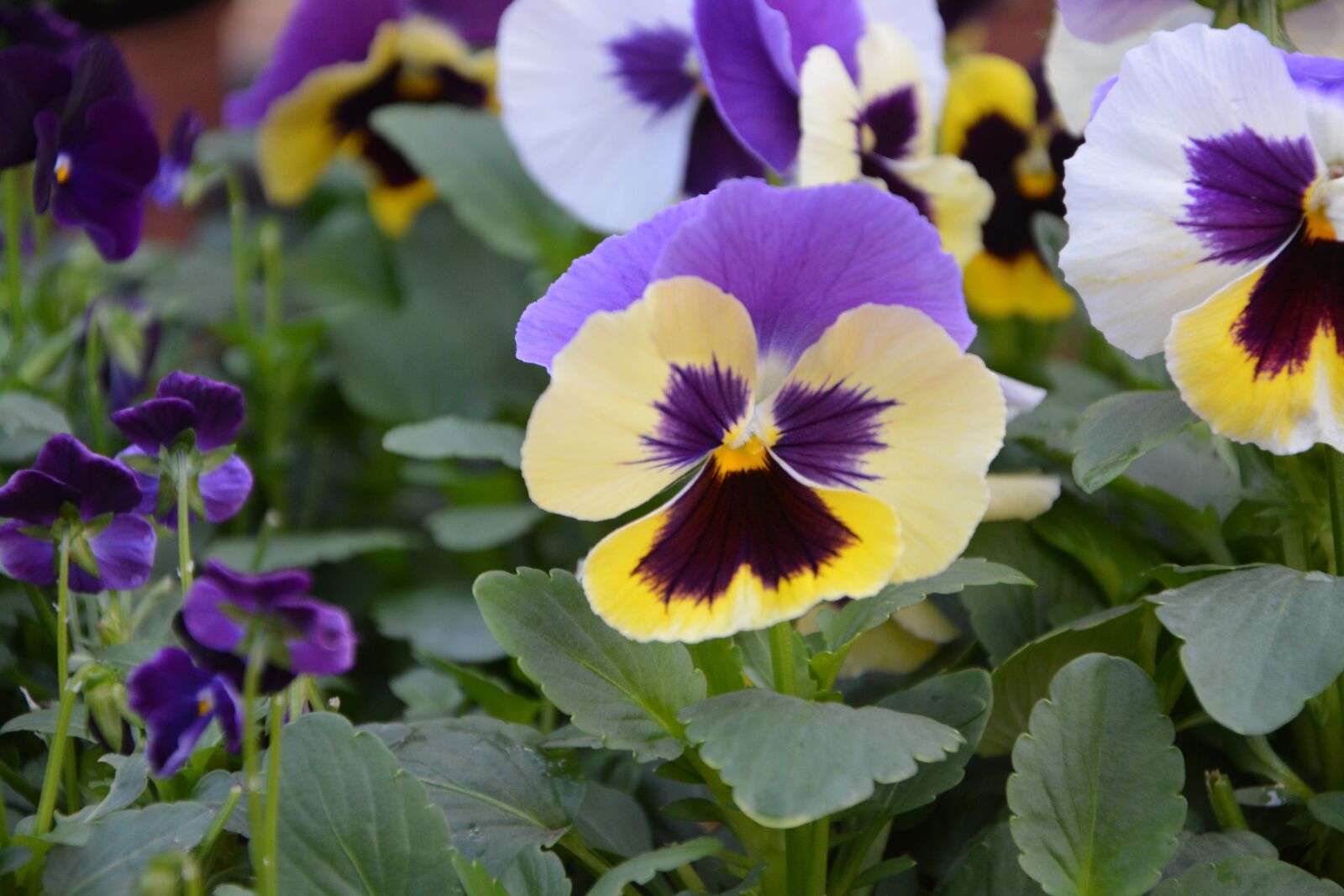 Nikon D5200 sample photo. Flower, flowers, plant photography