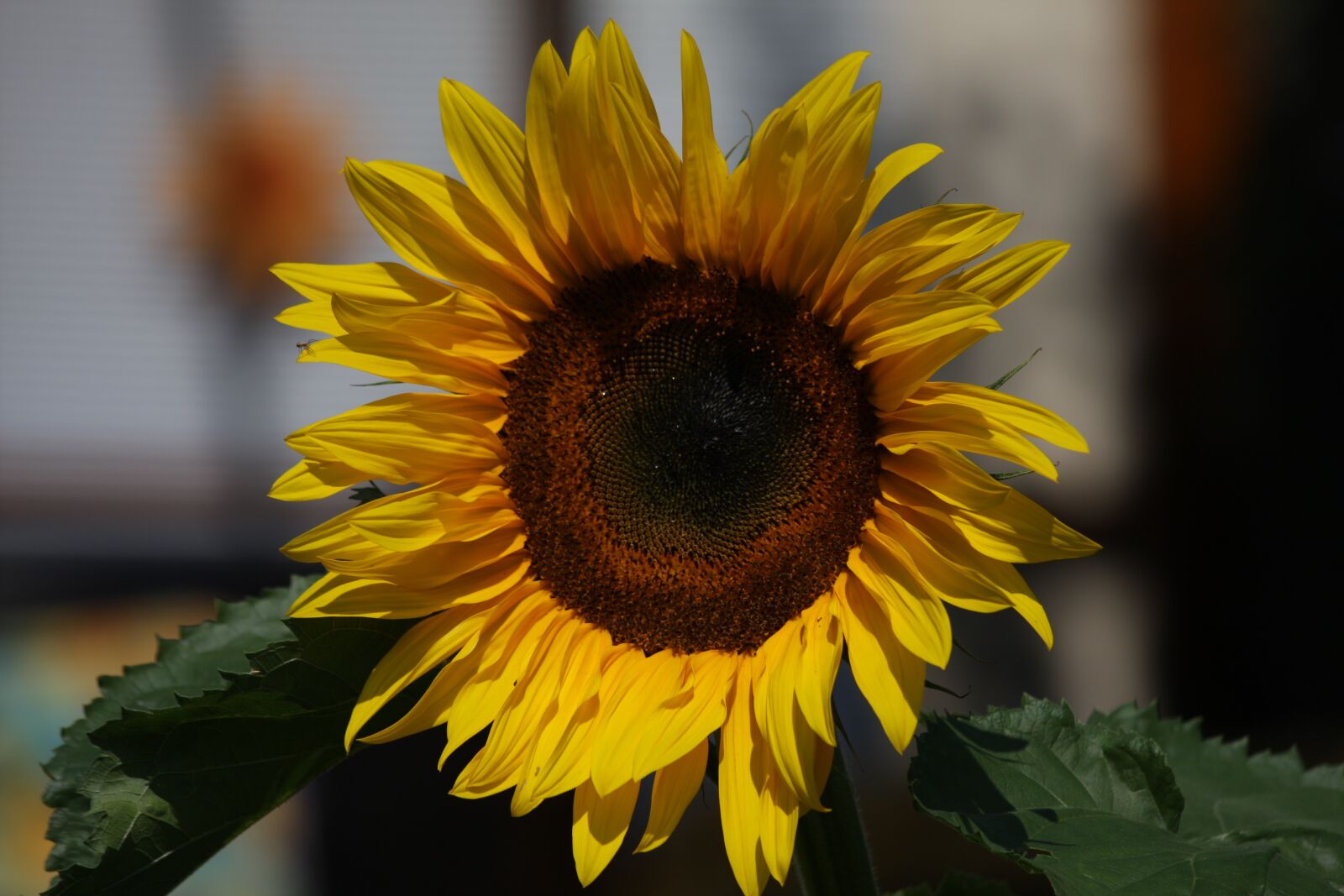 Canon EOS 40D sample photo. Sunflower, flower, garden photography