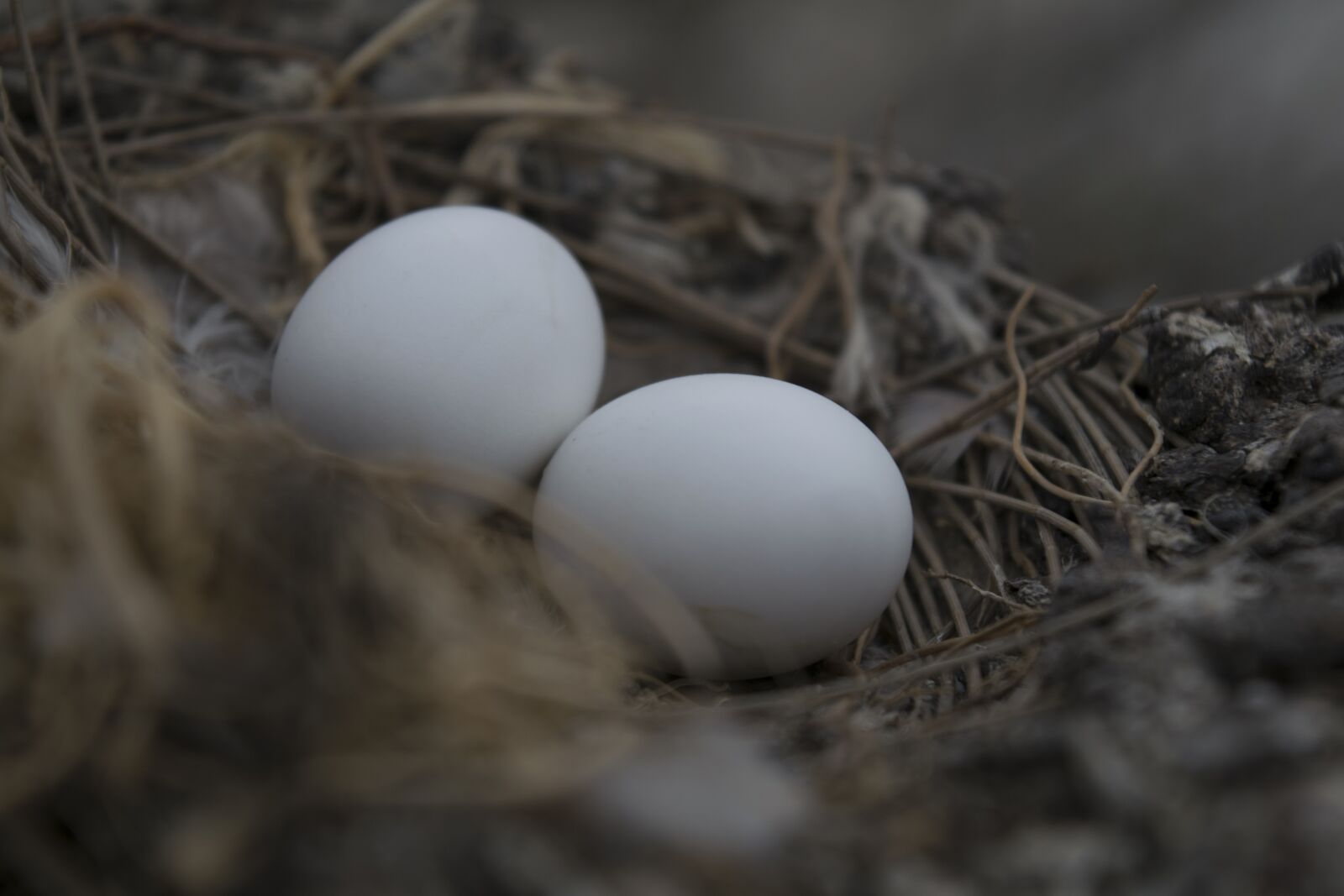 Nikon D3300 sample photo. Nest, food, nature photography
