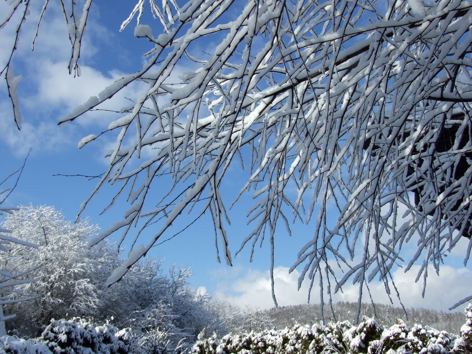 Fujifilm FinePix S6500fd sample photo. Winter, garden, snow photography