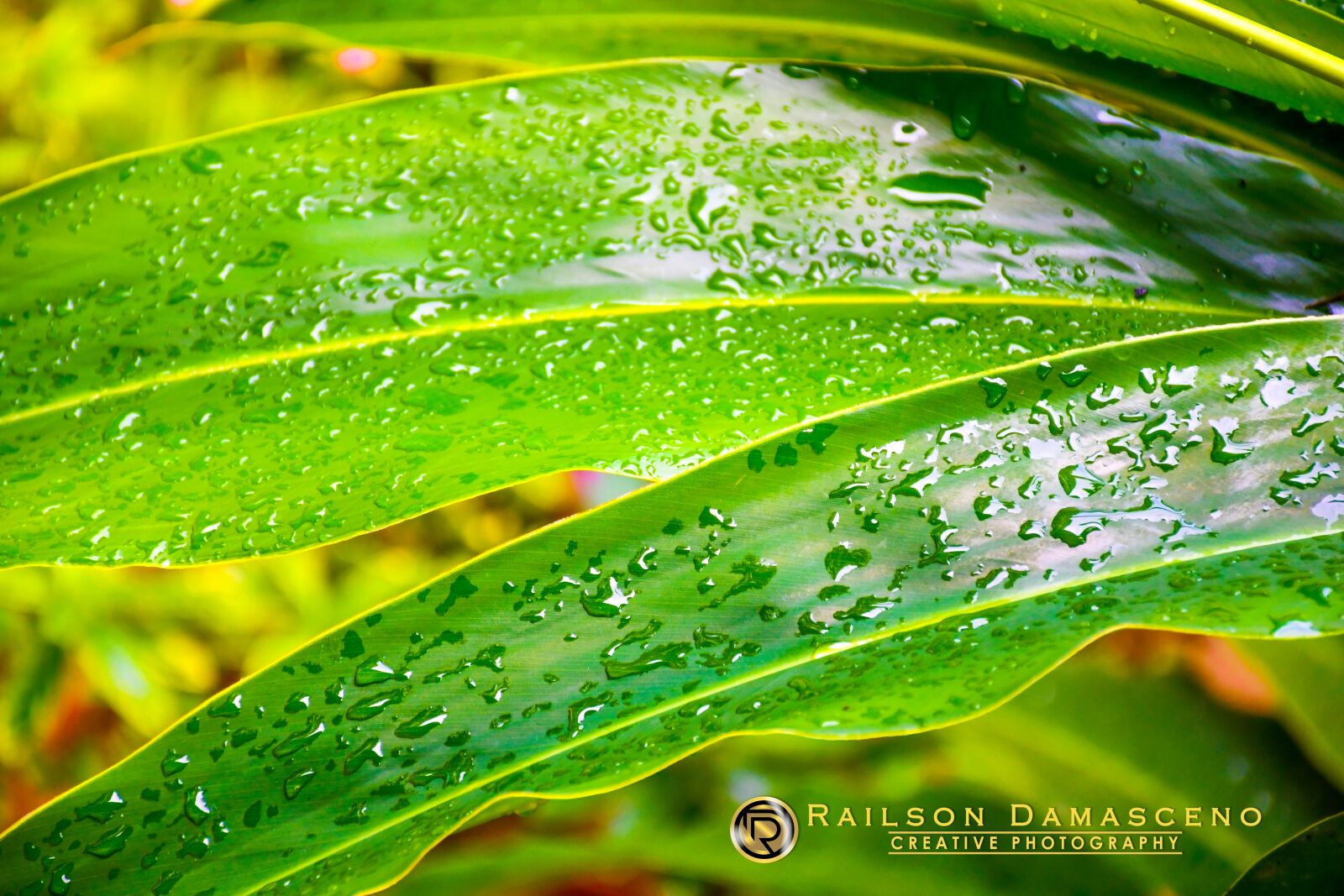 Nikon D7500 sample photo. Nature, plants, leaves photography