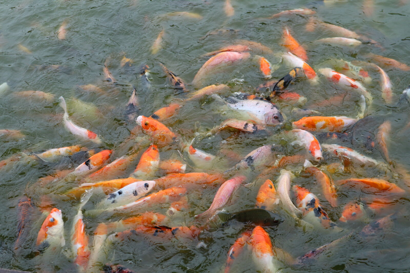 Canon EOS M10 + Canon EF-M 15-45mm F3.5-6.3 IS STM sample photo. Animals, feed, feeding, fish photography