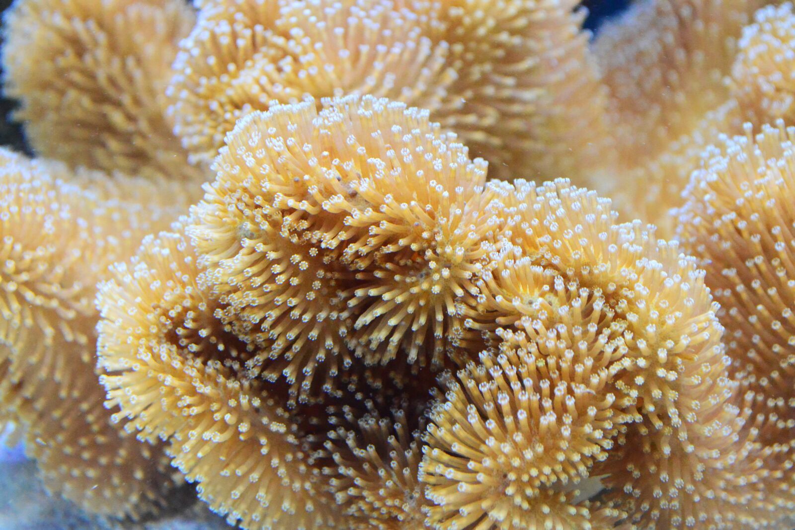 Nikon D800 sample photo. Coral, reef, toadstool photography