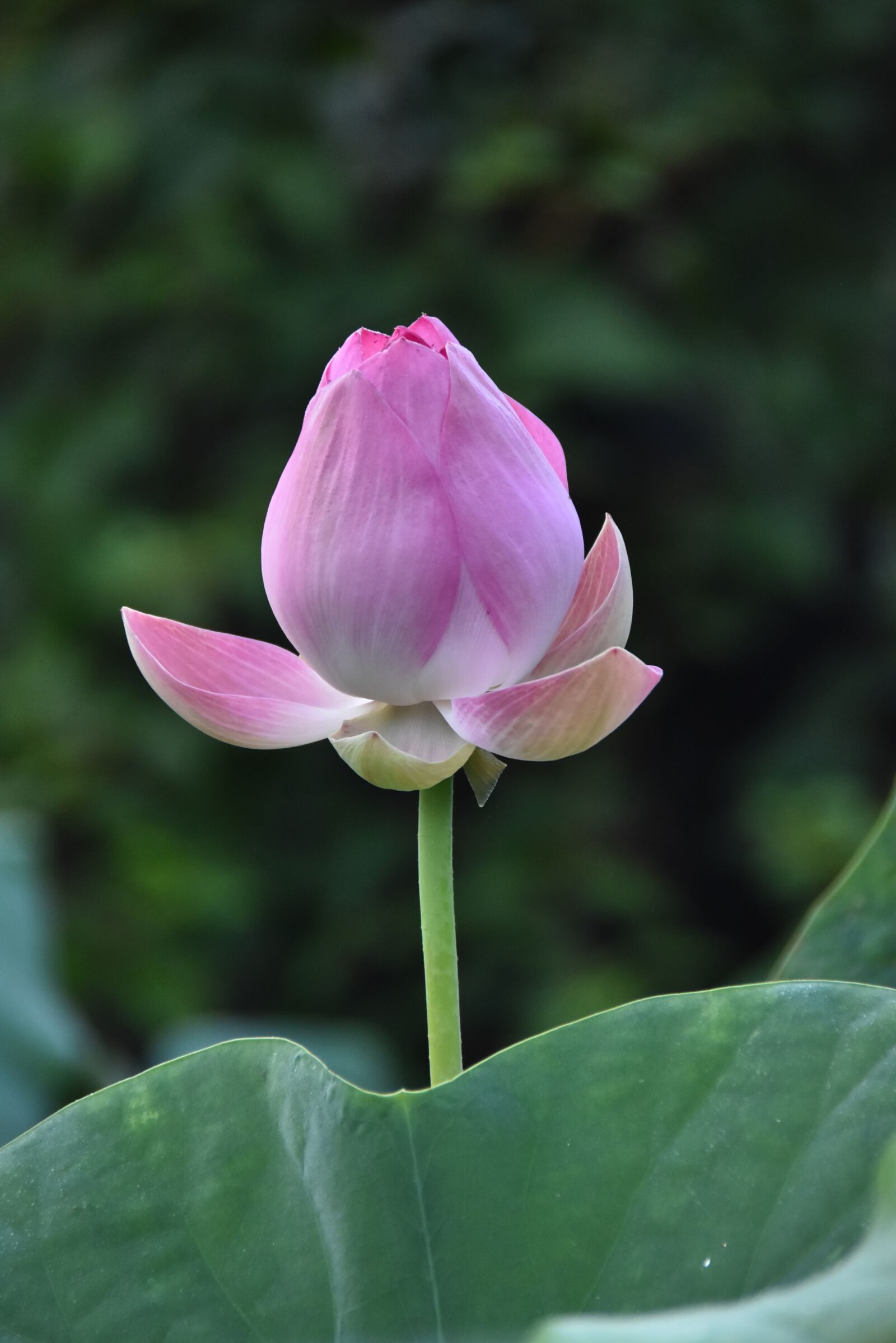 Nikon D7200 sample photo. Lotus, flower, bud photography
