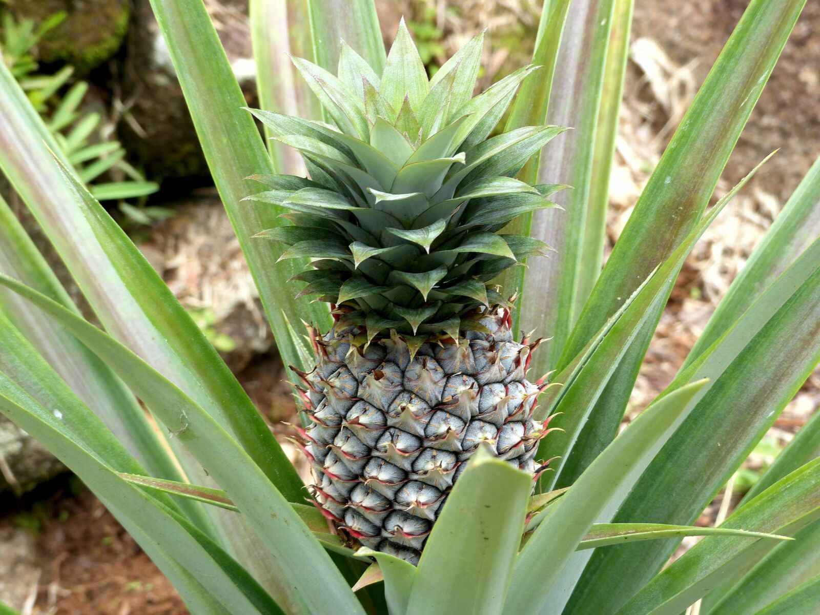 Panasonic Lumix DMC-FZ200 sample photo. Pineapple, plant, fruit fruit photography