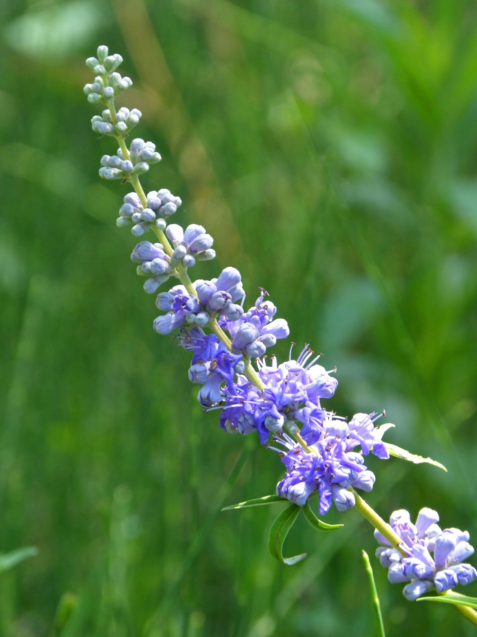 Panasonic DMC-FZ62 sample photo. Plant, wild flower, composite photography