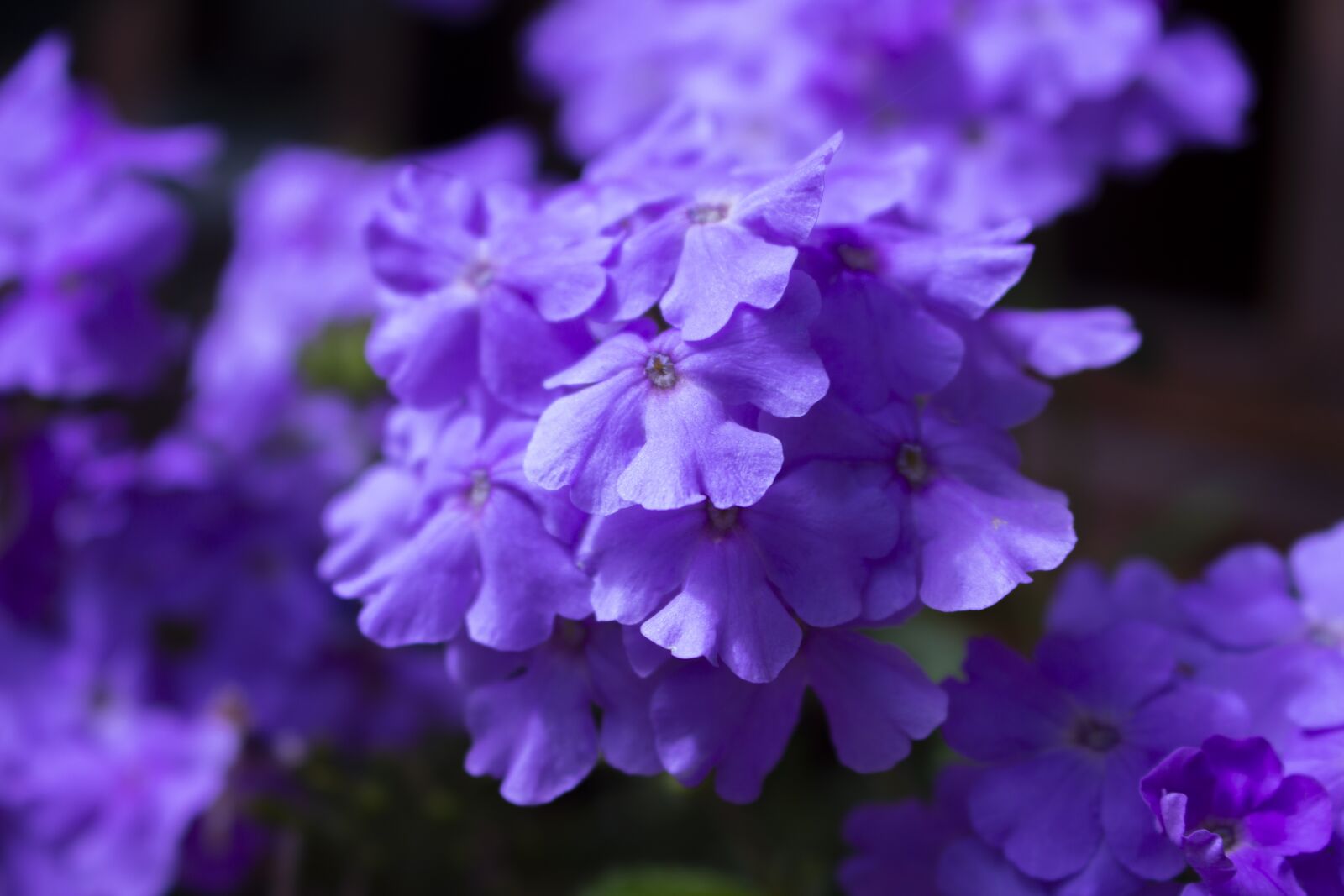 Canon EOS 700D (EOS Rebel T5i / EOS Kiss X7i) sample photo. Flowers, violets, pots photography