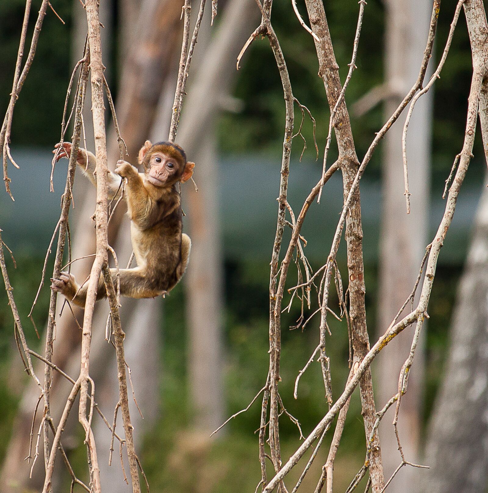 Canon EOS 50D + Canon EF-S 55-250mm F4-5.6 IS STM sample photo. Monkey, primate, young animal photography