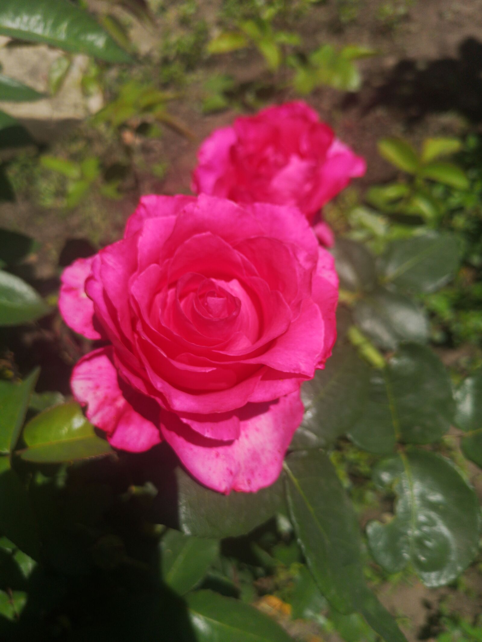 HUAWEI CLT-L29 sample photo. природа, цветы, лето photography