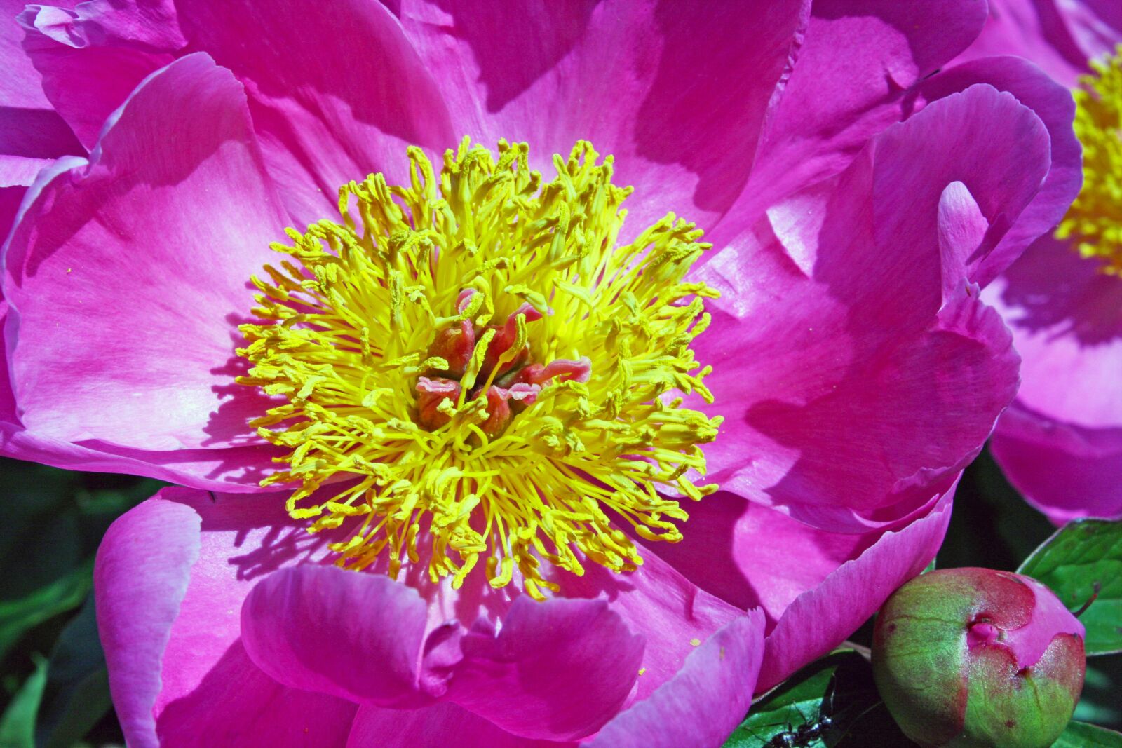 Canon EOS 400D (EOS Digital Rebel XTi / EOS Kiss Digital X) sample photo. Peony, flower, pink photography