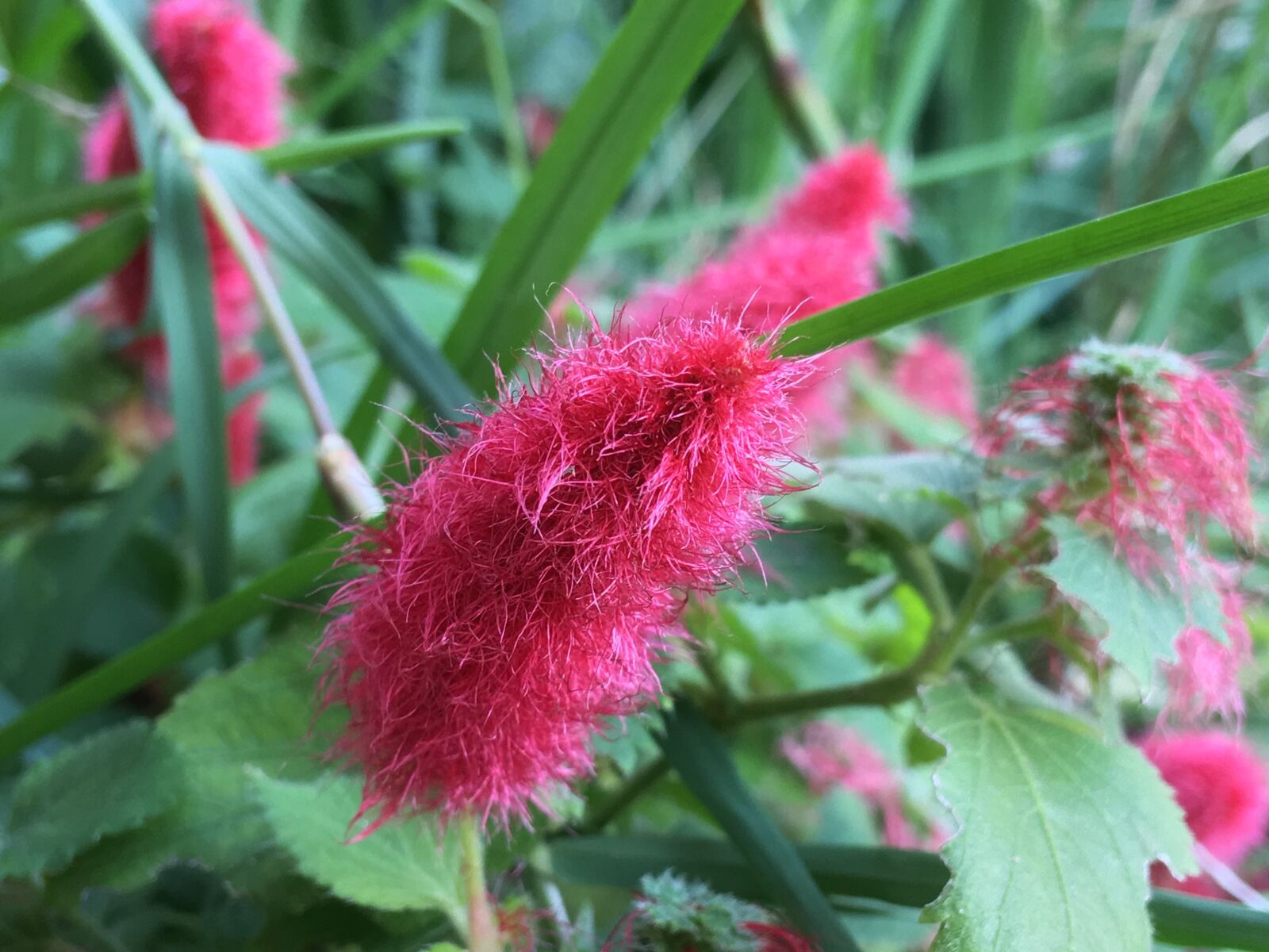 Apple iPhone 6s Plus sample photo. Red flower, hairy, plants photography