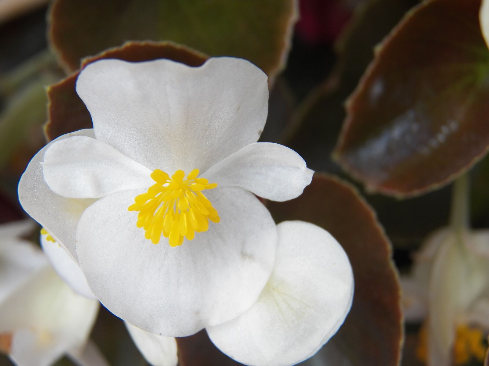 Kodak EasyShare Z990 (EasyShare Max) sample photo. White flower, delicate, flower photography