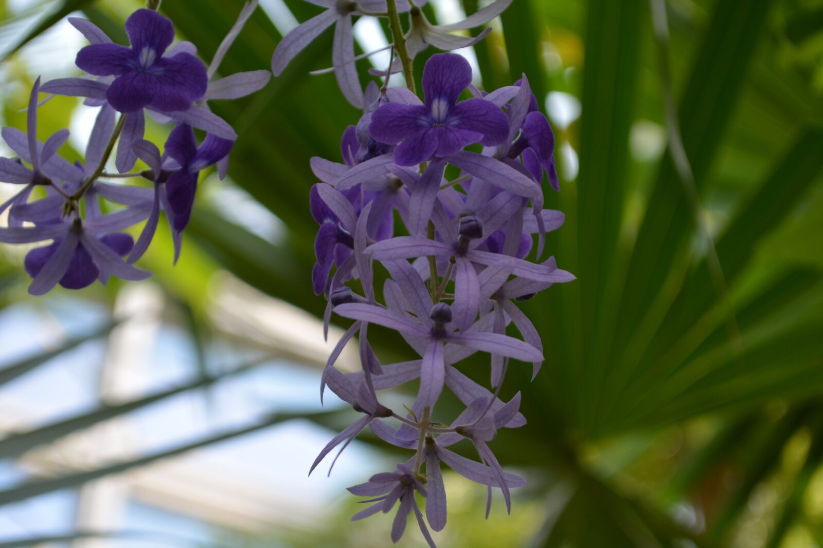 Nikon D5200 sample photo. Flower, blossom, bloom photography