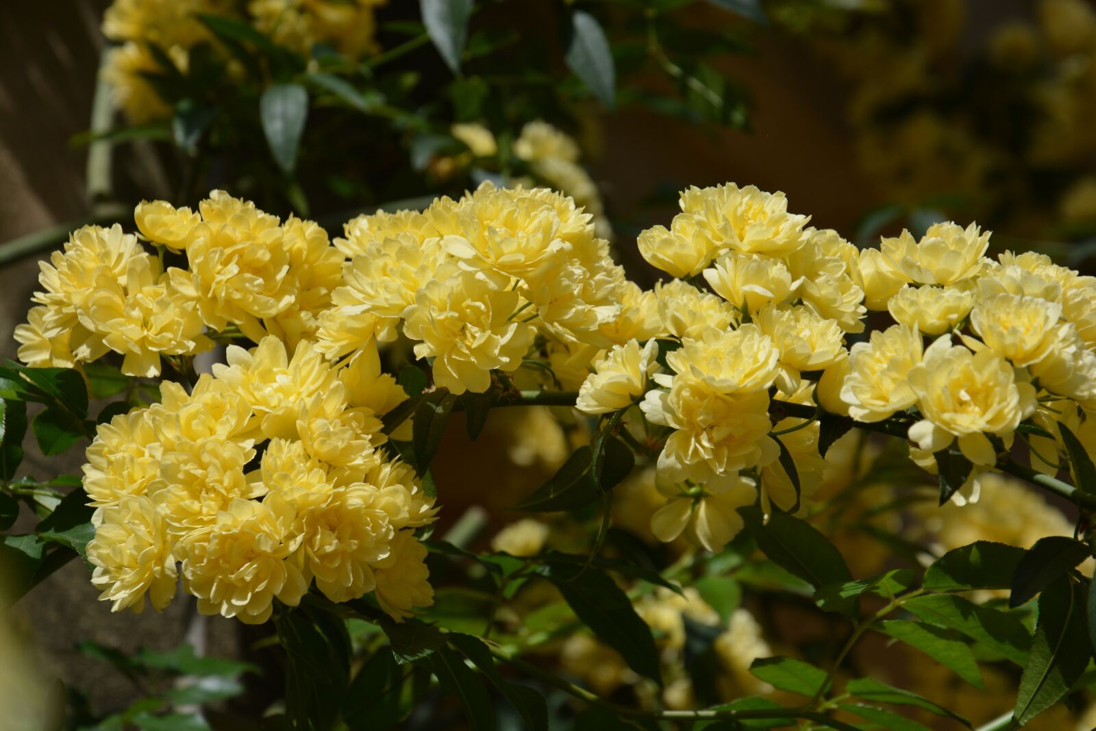 Nikon D5200 sample photo. Yellow flower, flowers, spring photography