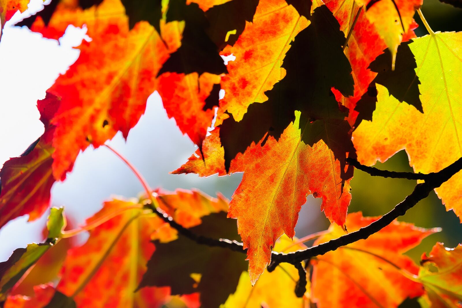 Tamron SP 70-200mm F2.8 Di VC USD sample photo. Leaf, fall, maple photography