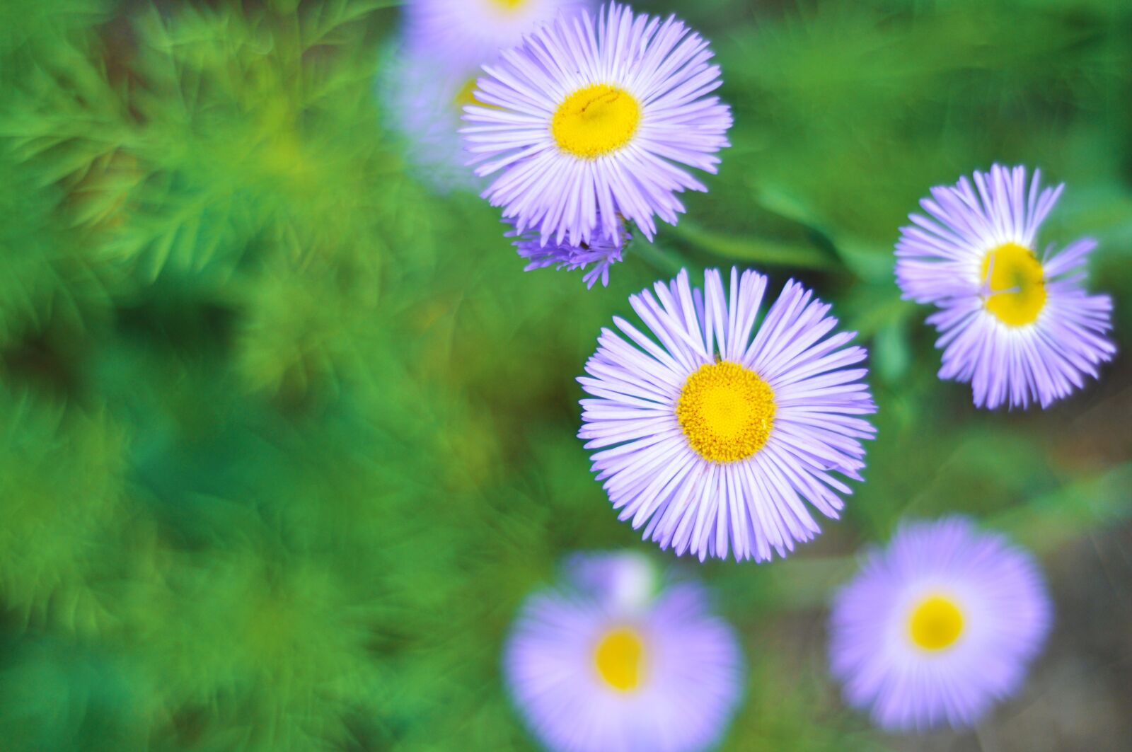 Nikon D90 sample photo. Flower, postcard, background photography
