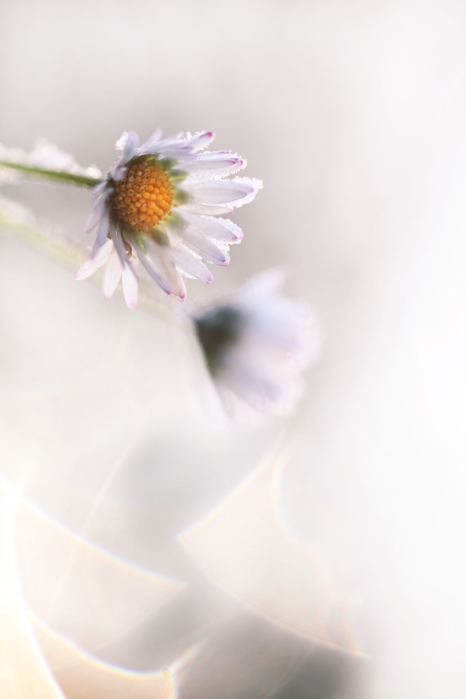 Canon EOS 5D Mark II sample photo. Madelief, daisy, flower photography