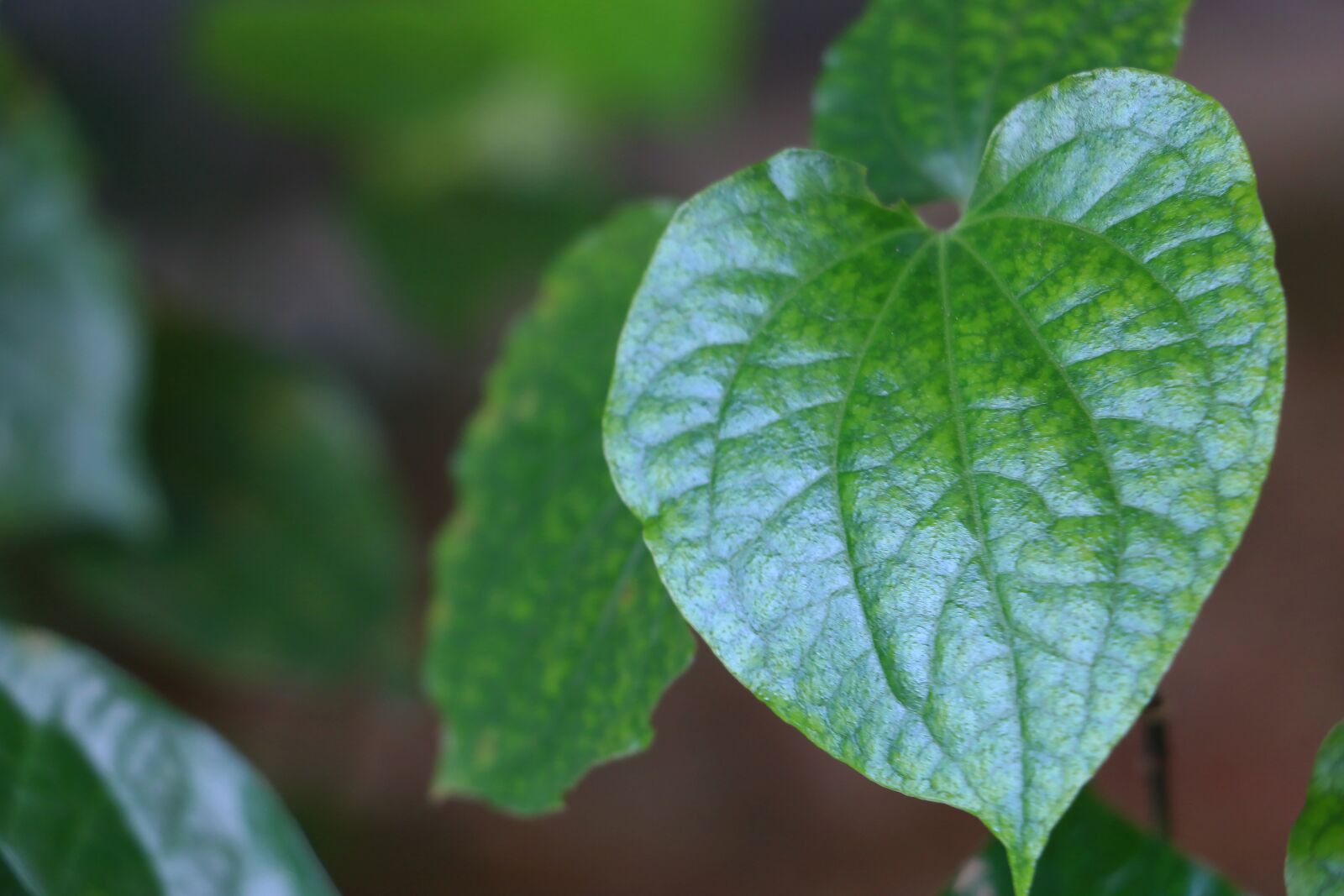 Canon EOS 70D sample photo. Green, leaf, plant photography