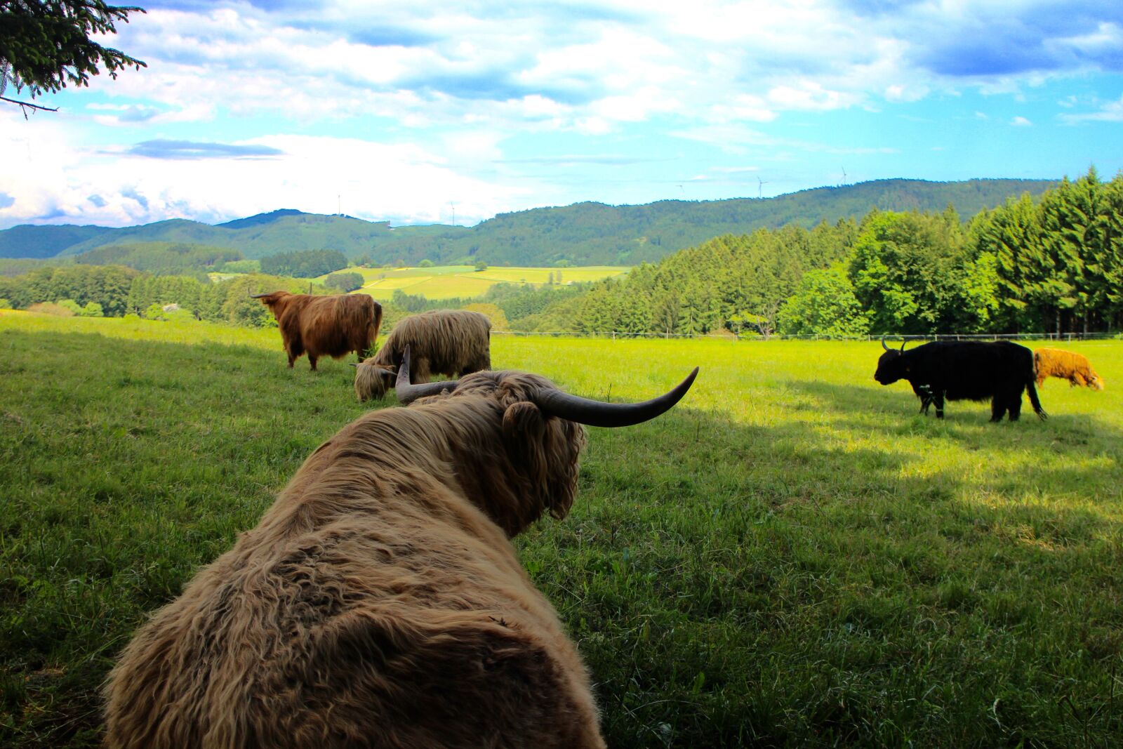 Canon EOS M sample photo. Cattle, cows, highland beef photography