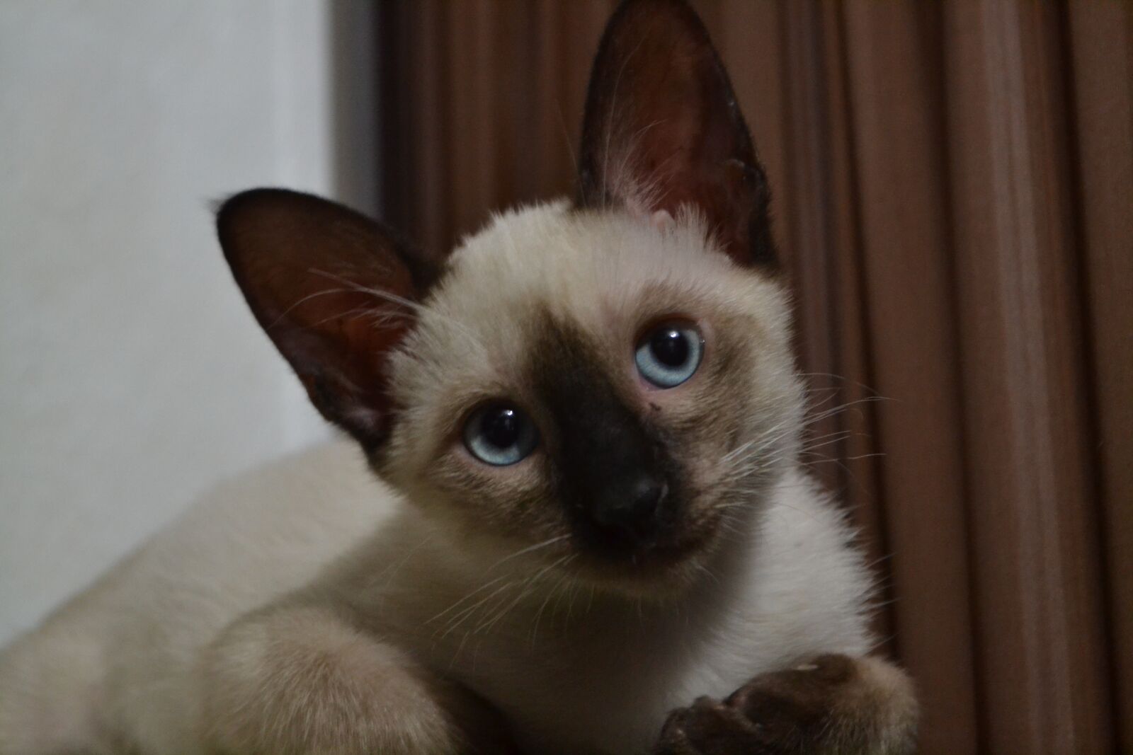 Nikon D3100 sample photo. Mammal, cute, animal photography