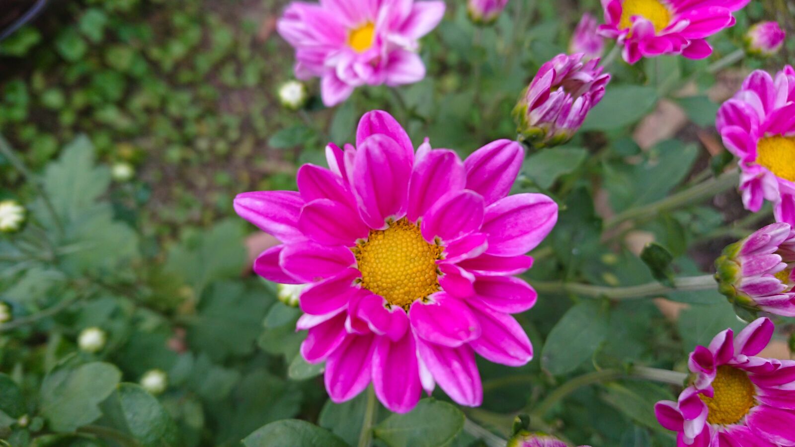 Sony Xperia XZ Premium sample photo. Purple, daisy, flowers photography