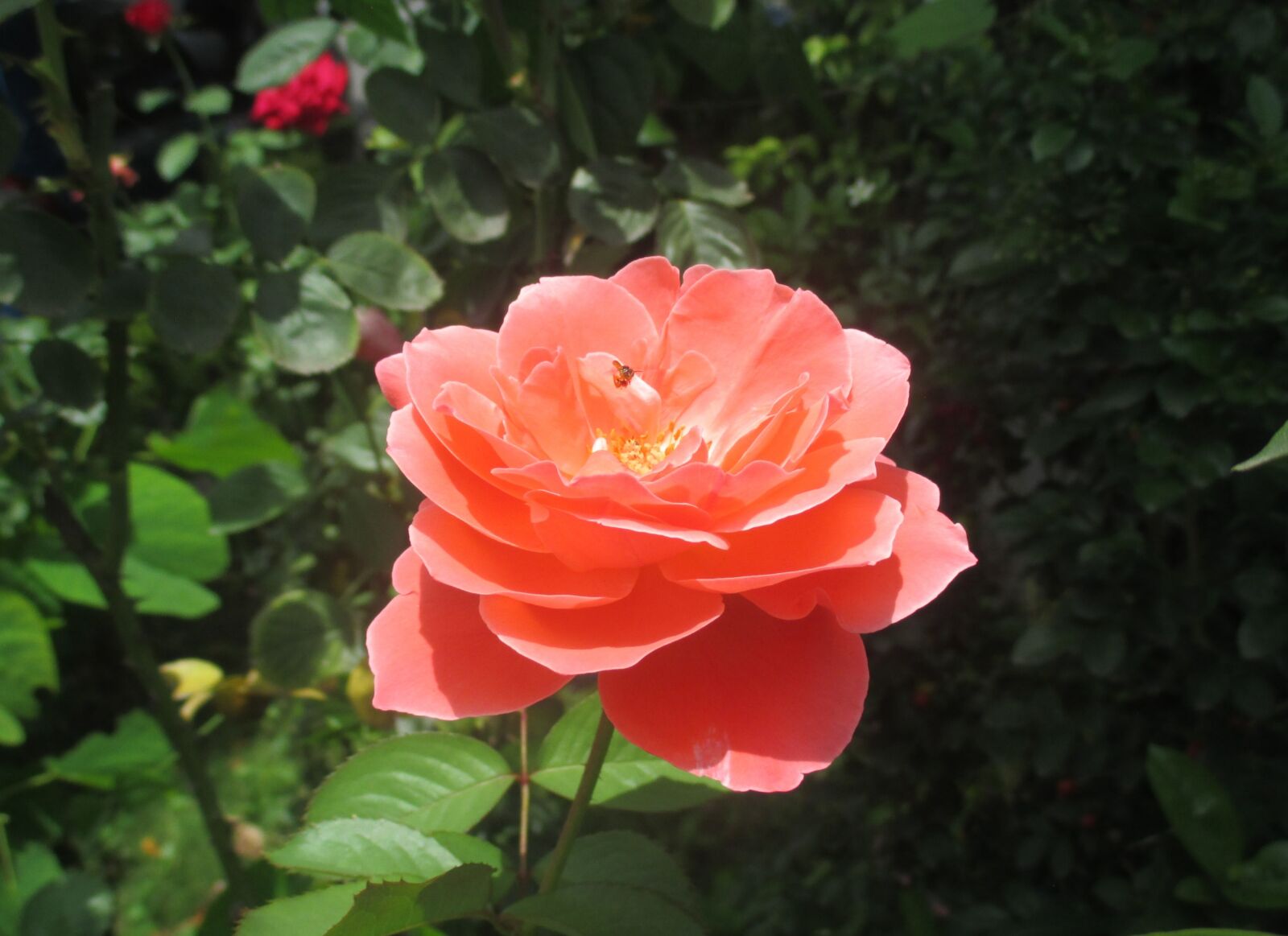 Canon PowerShot ELPH 130 IS (IXUS 140 / IXY 110F) sample photo