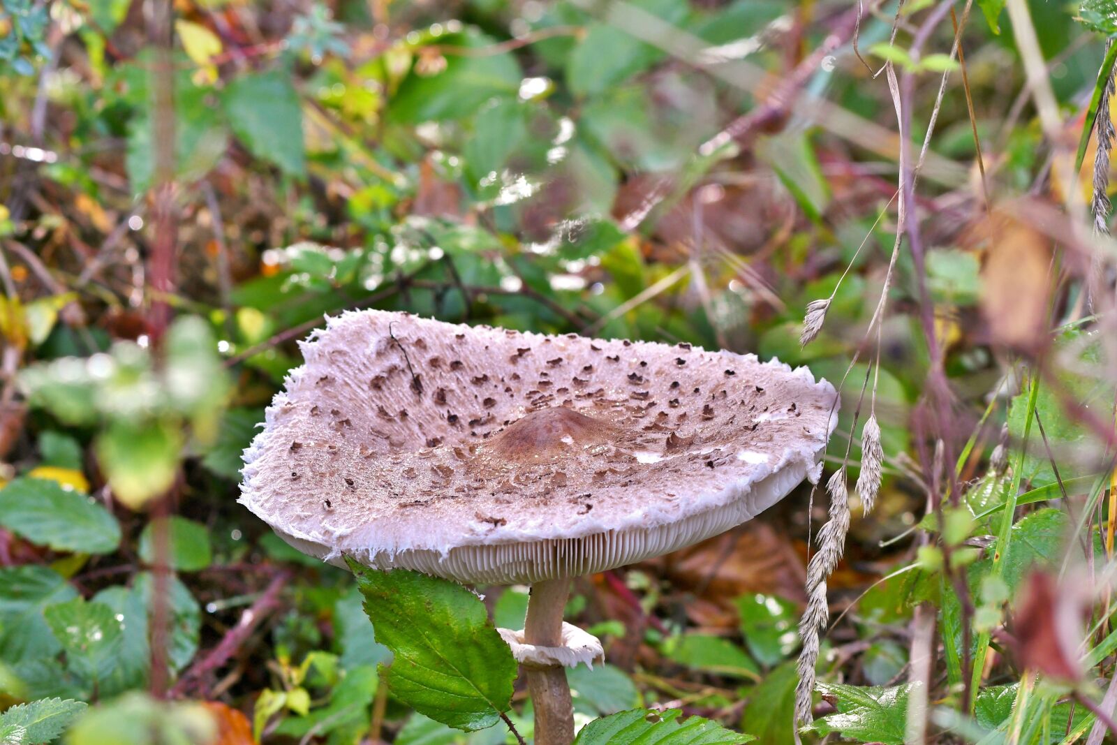 Nikon D500 sample photo. Mushroom, forest land, autumn photography