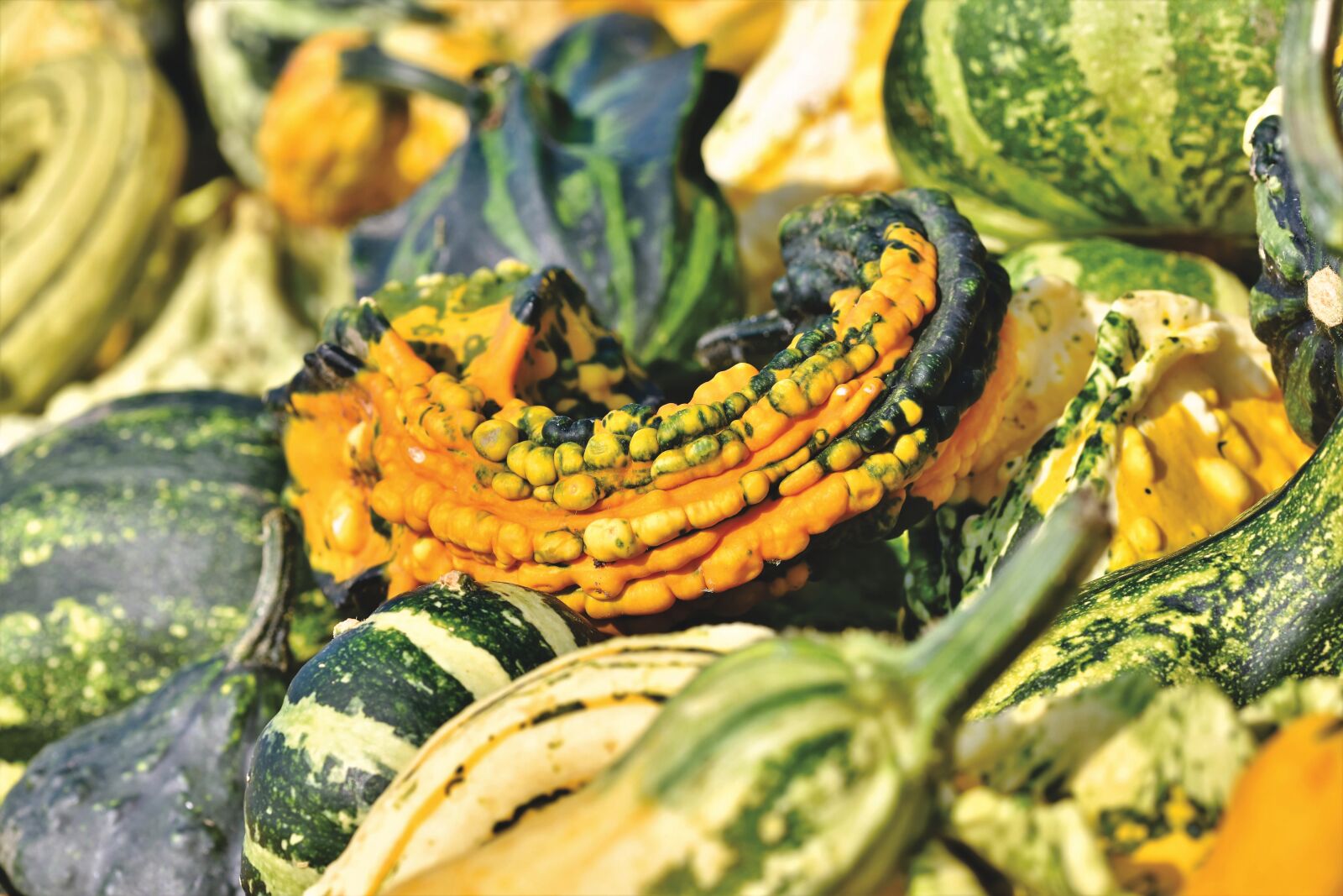 Nikon D7200 sample photo. Pumpkin, fruit, autumn photography
