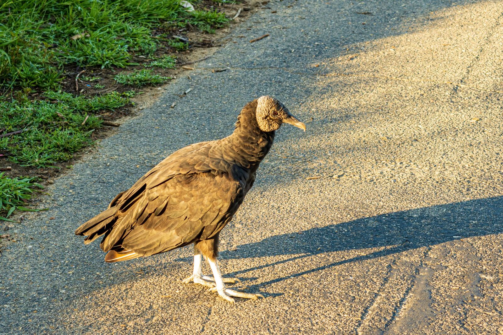 Sony E 70-350mm F4.5-6.3 G OSS sample photo. Vulture, black vulture, buzzard photography