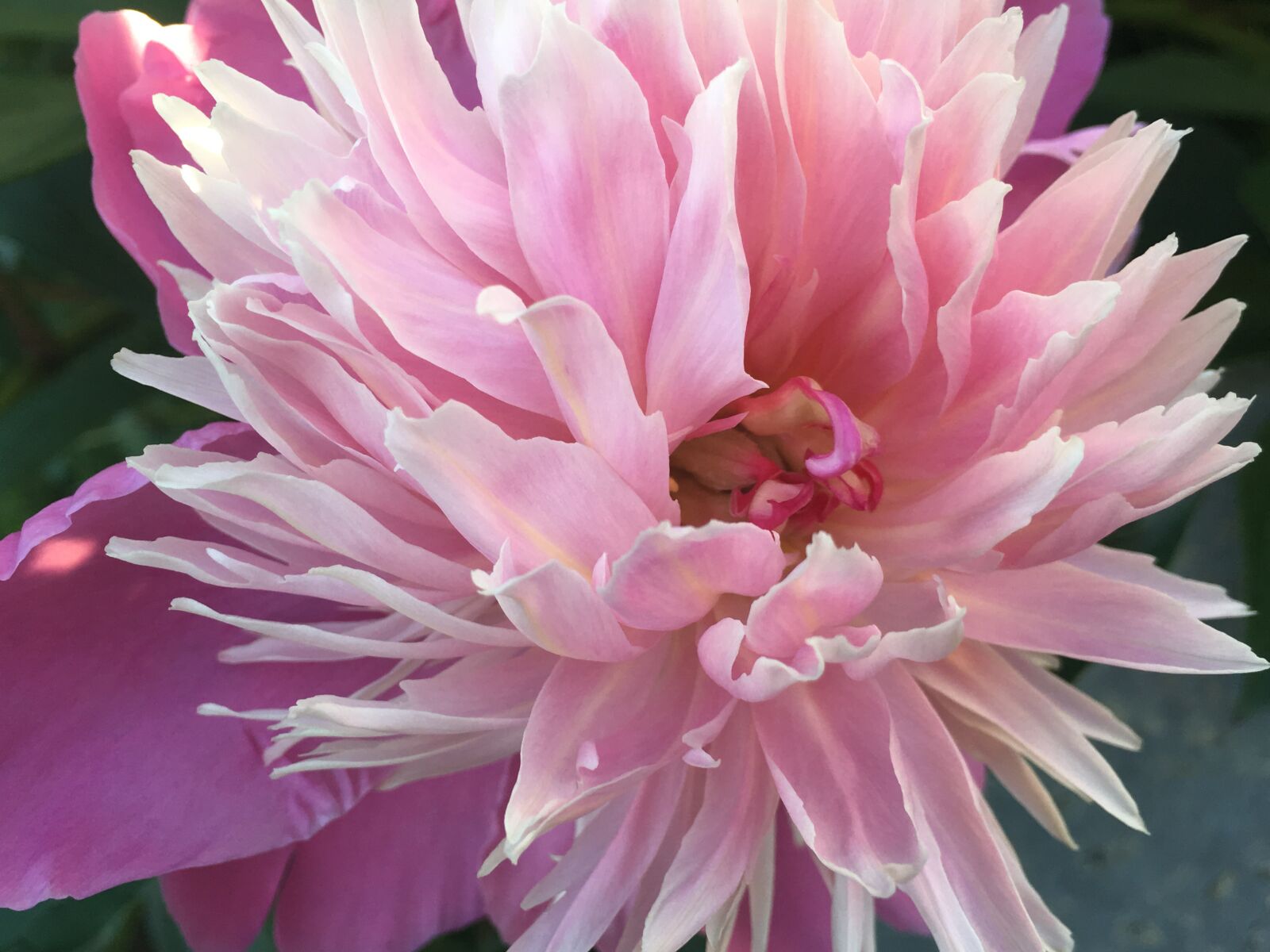 Apple iPhone 6s sample photo. Peony, flower, bloom photography