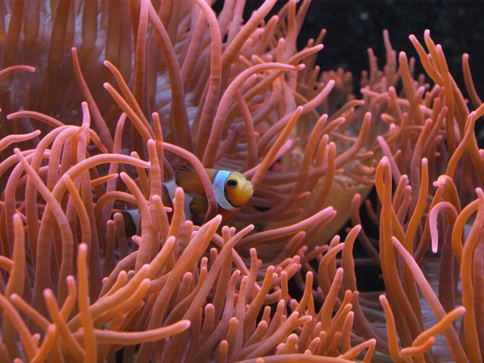 Olympus E-450 (EVOLT E-450) sample photo. Nemo, clown fish, fish photography