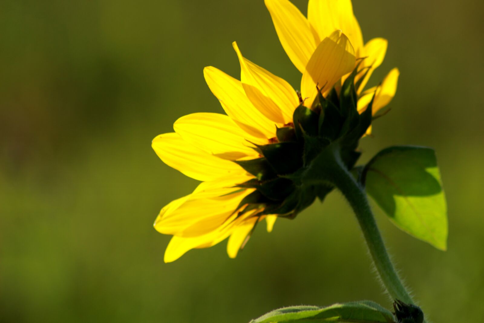 Canon EOS 100D (EOS Rebel SL1 / EOS Kiss X7) sample photo. Sunflower, rear view, nature photography