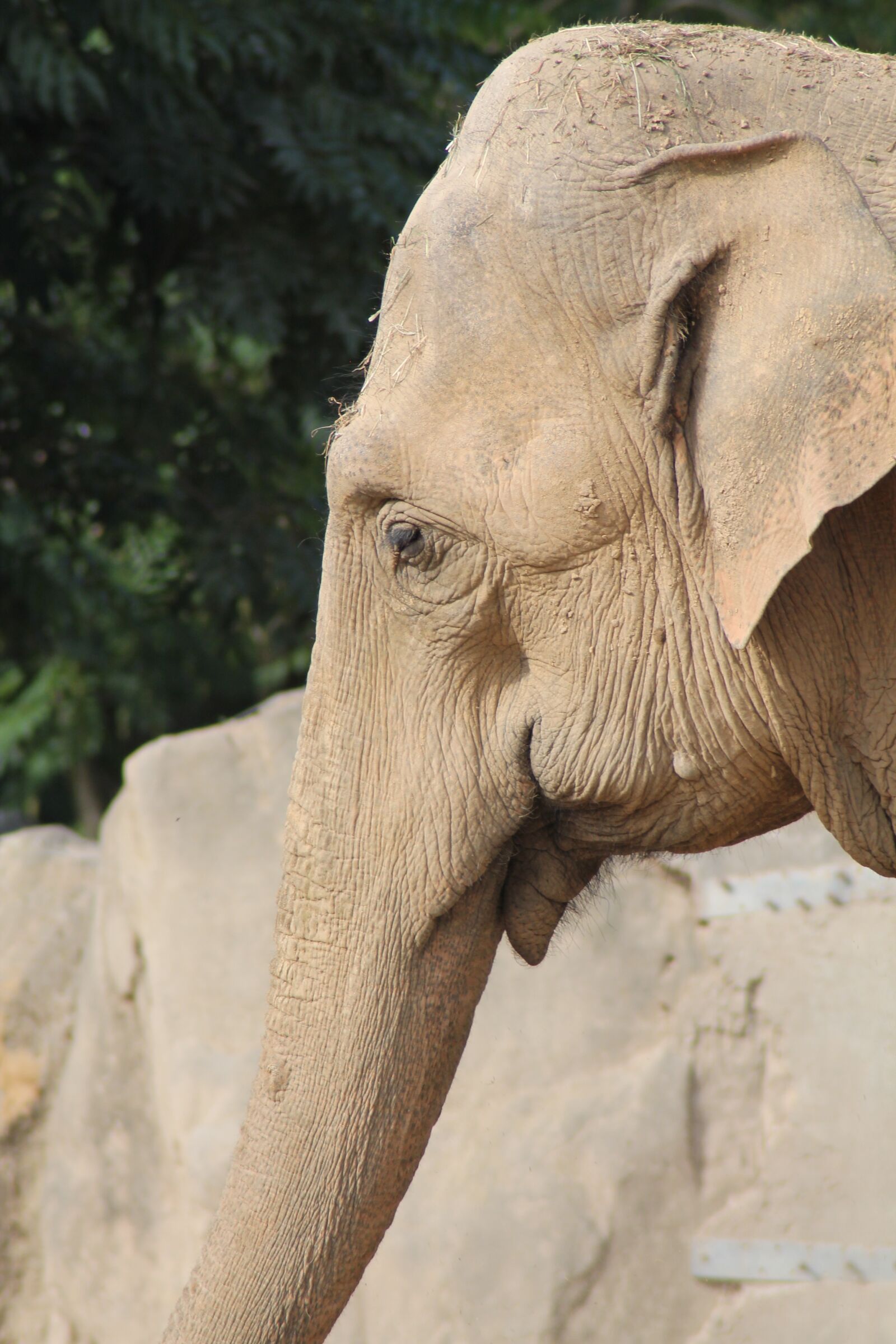 Canon EOS 1100D (EOS Rebel T3 / EOS Kiss X50) sample photo. Zoo krefeld, elephant, proboscis photography