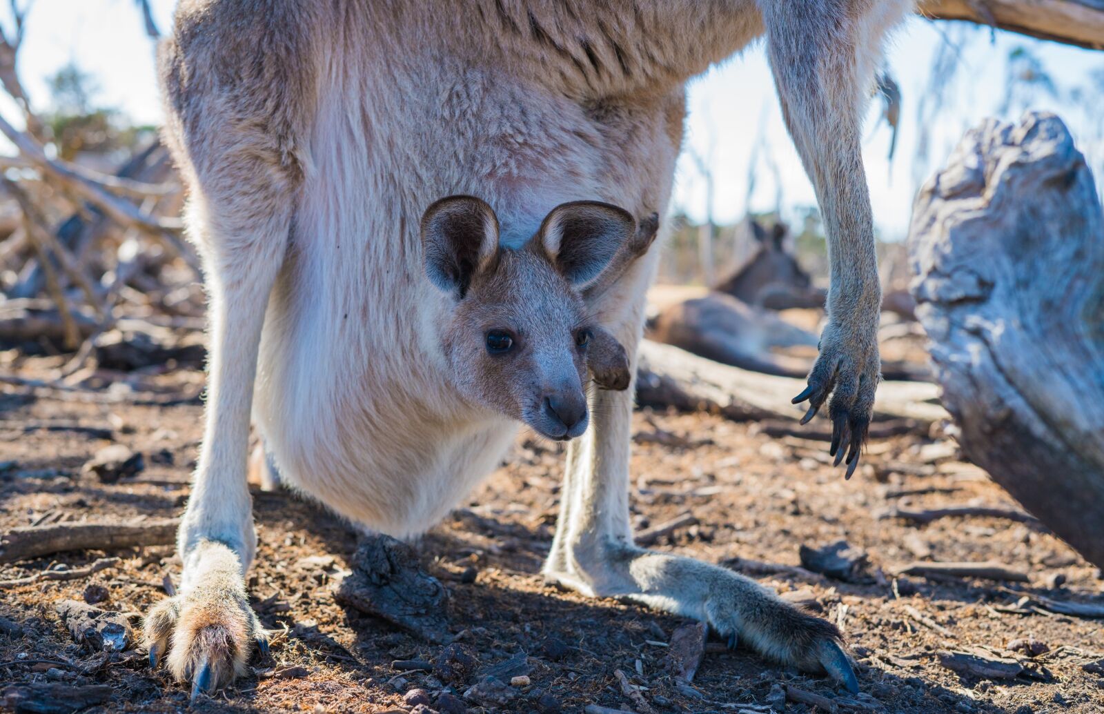 Sony a7R II sample photo. Joey, kangaroo, baby photography