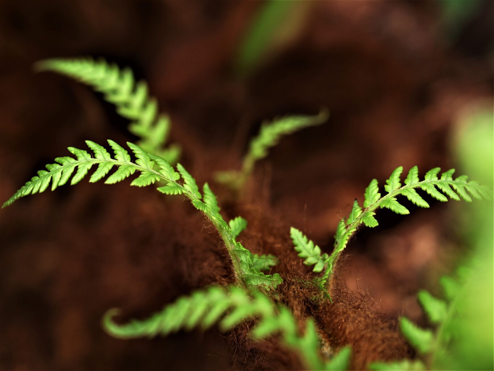 Olympus E-520 (EVOLT E-520) sample photo. Fern, leaf, flora photography