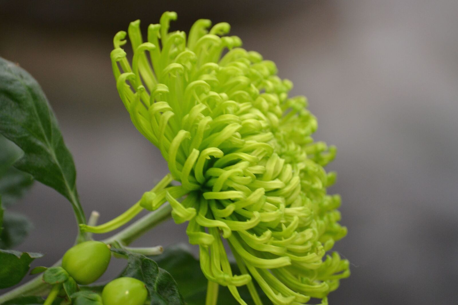 Nikon D3100 sample photo. Bloom, green, spring, blossom photography
