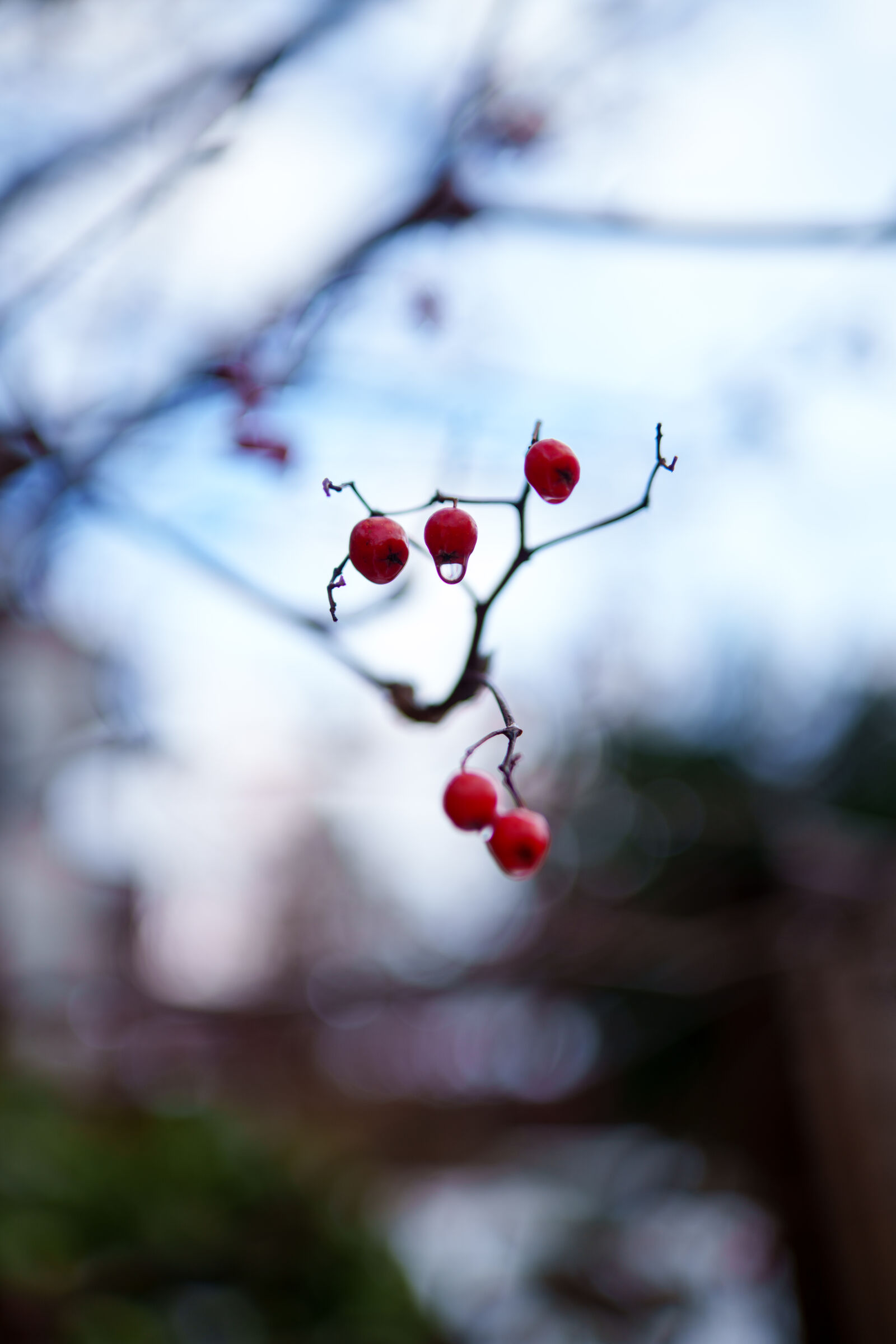 Samyang AF 35mm F1.4 P sample photo. Last berries photography