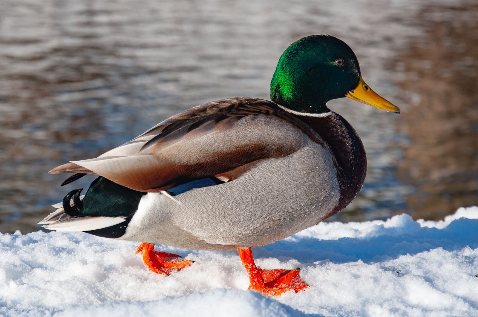Nikon D5000 sample photo. Mallard duck, winter, bird photography