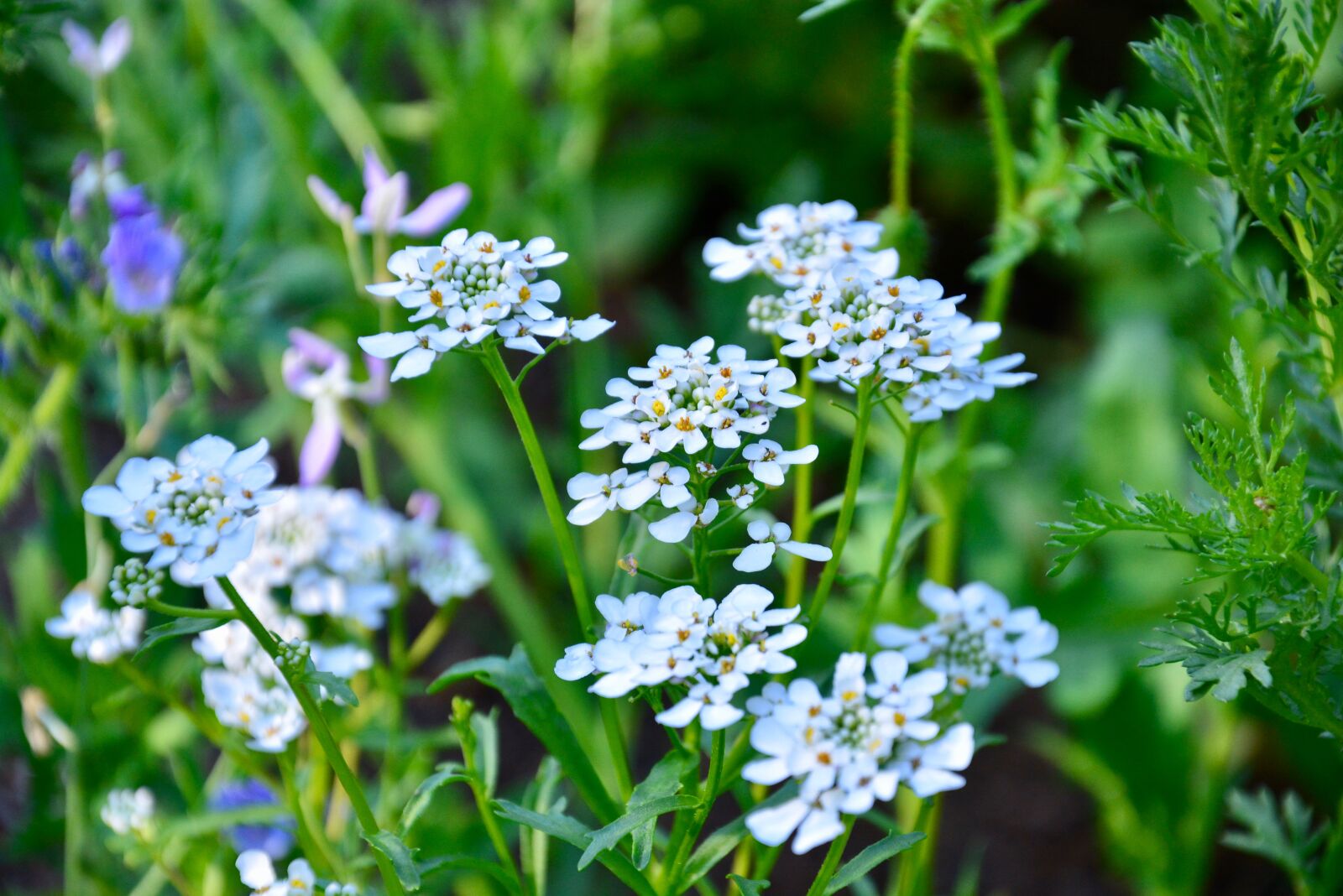 Nikon D5200 sample photo. White, flowers, summer photography