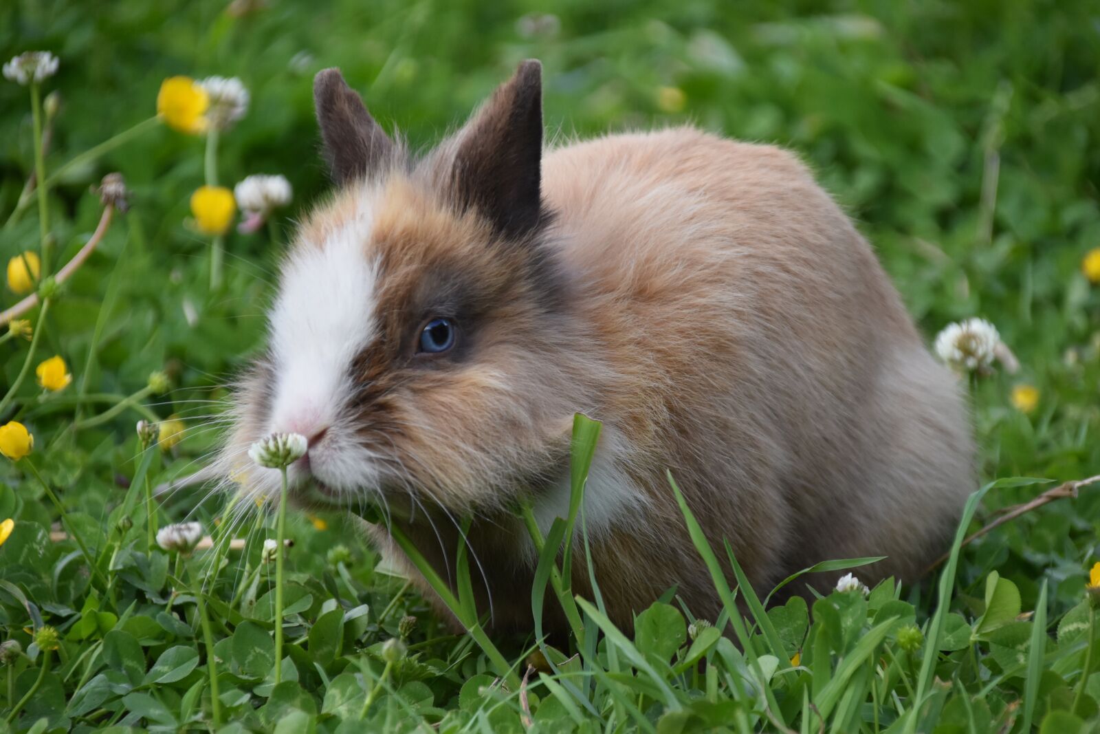 Nikon D5600 sample photo. Rabbit, herbivore, mammal photography