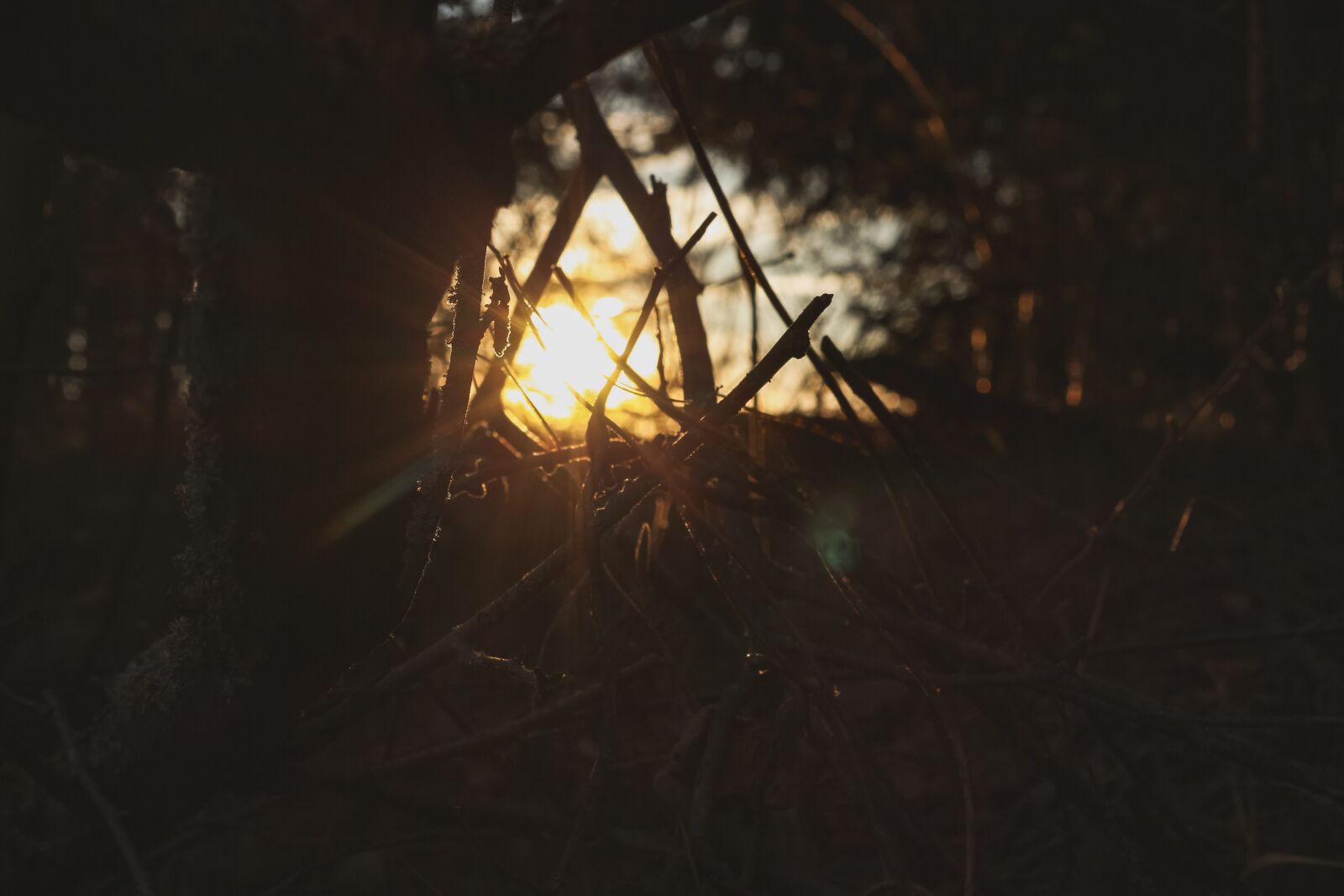 Canon EOS 700D (EOS Rebel T5i / EOS Kiss X7i) sample photo. Sun, forest, nature photography