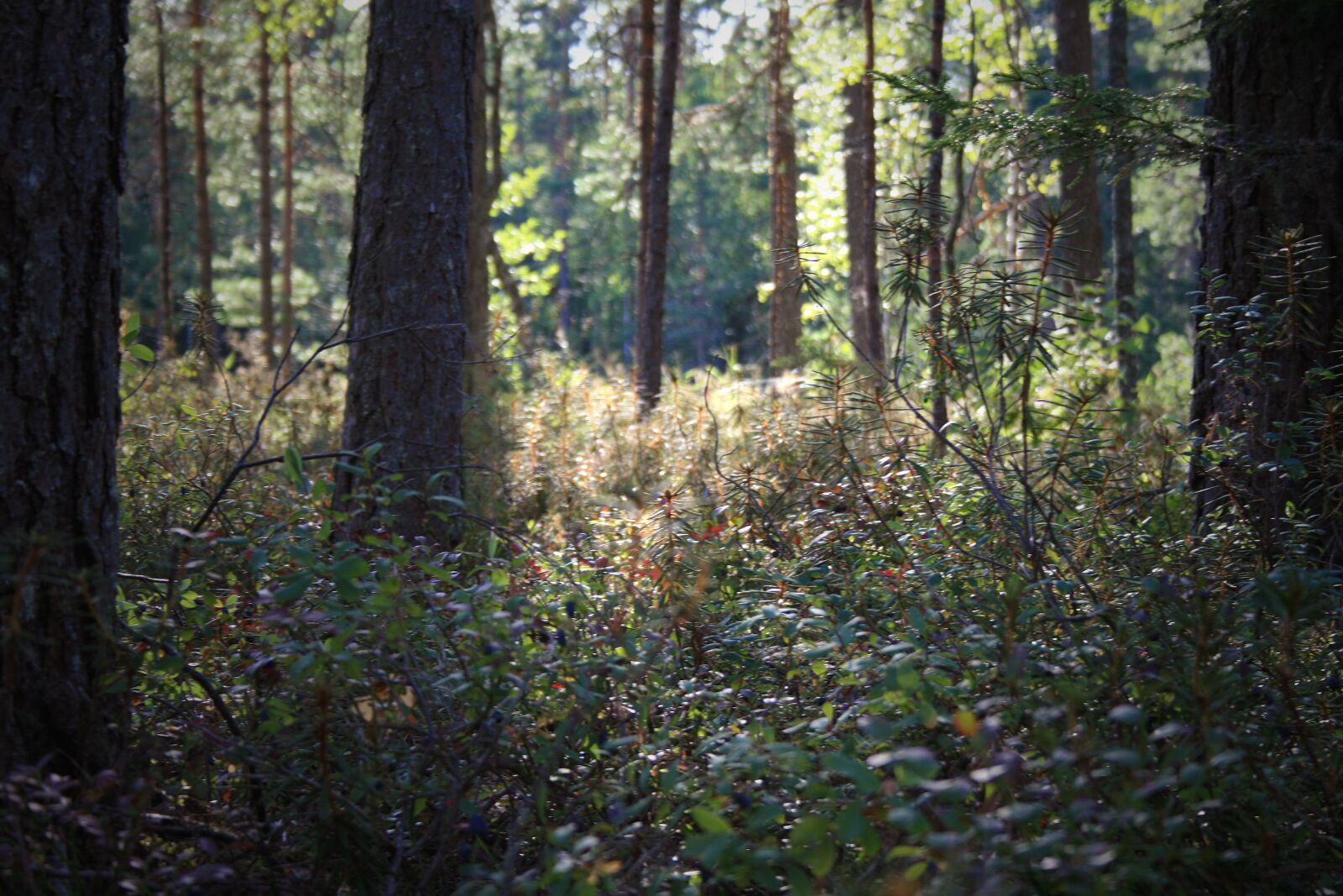 Canon EOS 400D (EOS Digital Rebel XTi / EOS Kiss Digital X) sample photo. Summer, forest, finnish photography